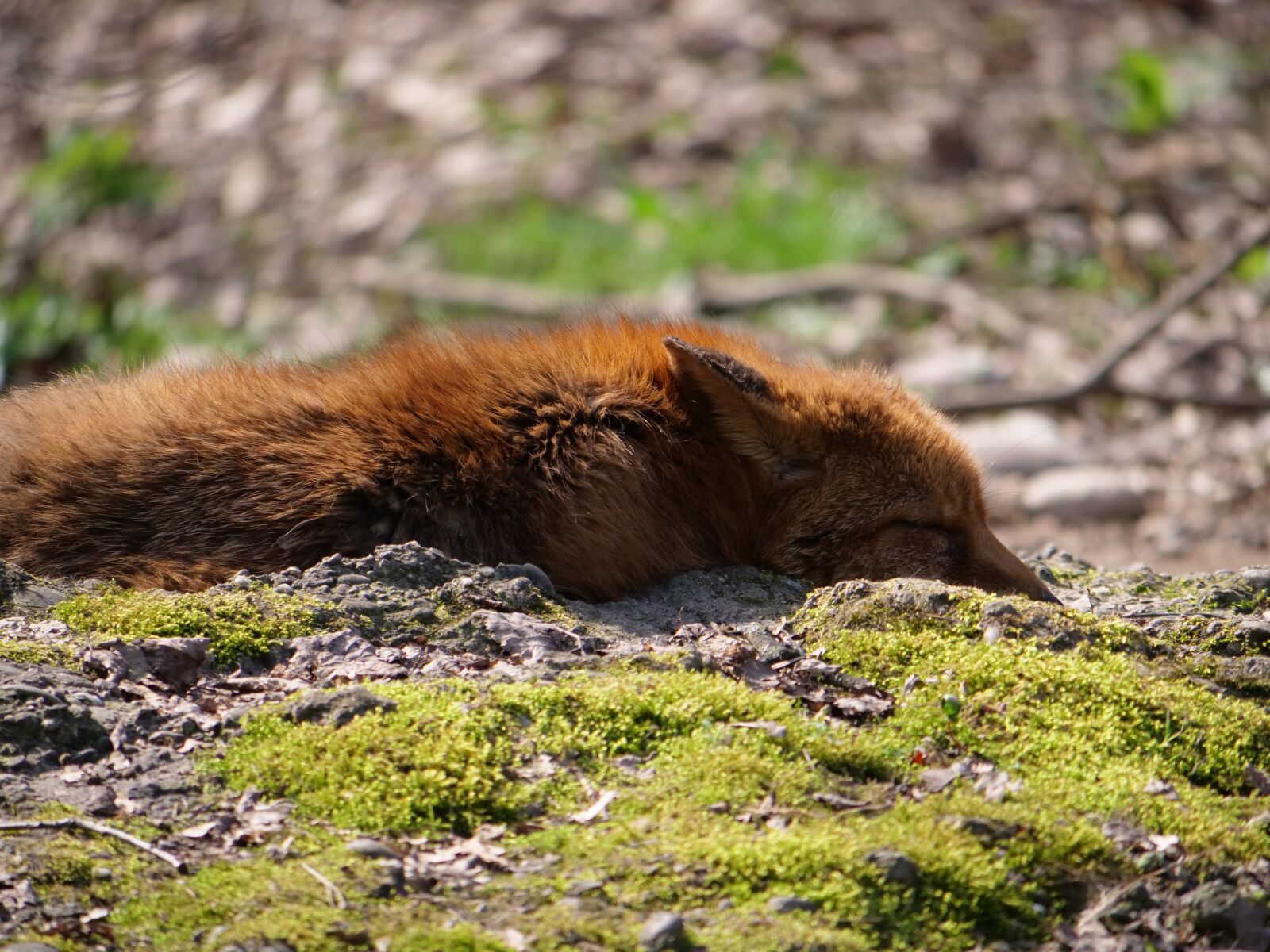 Panasonic Lumix DC-GH5 sample photo. Fuchs, concerns, wild animal photography