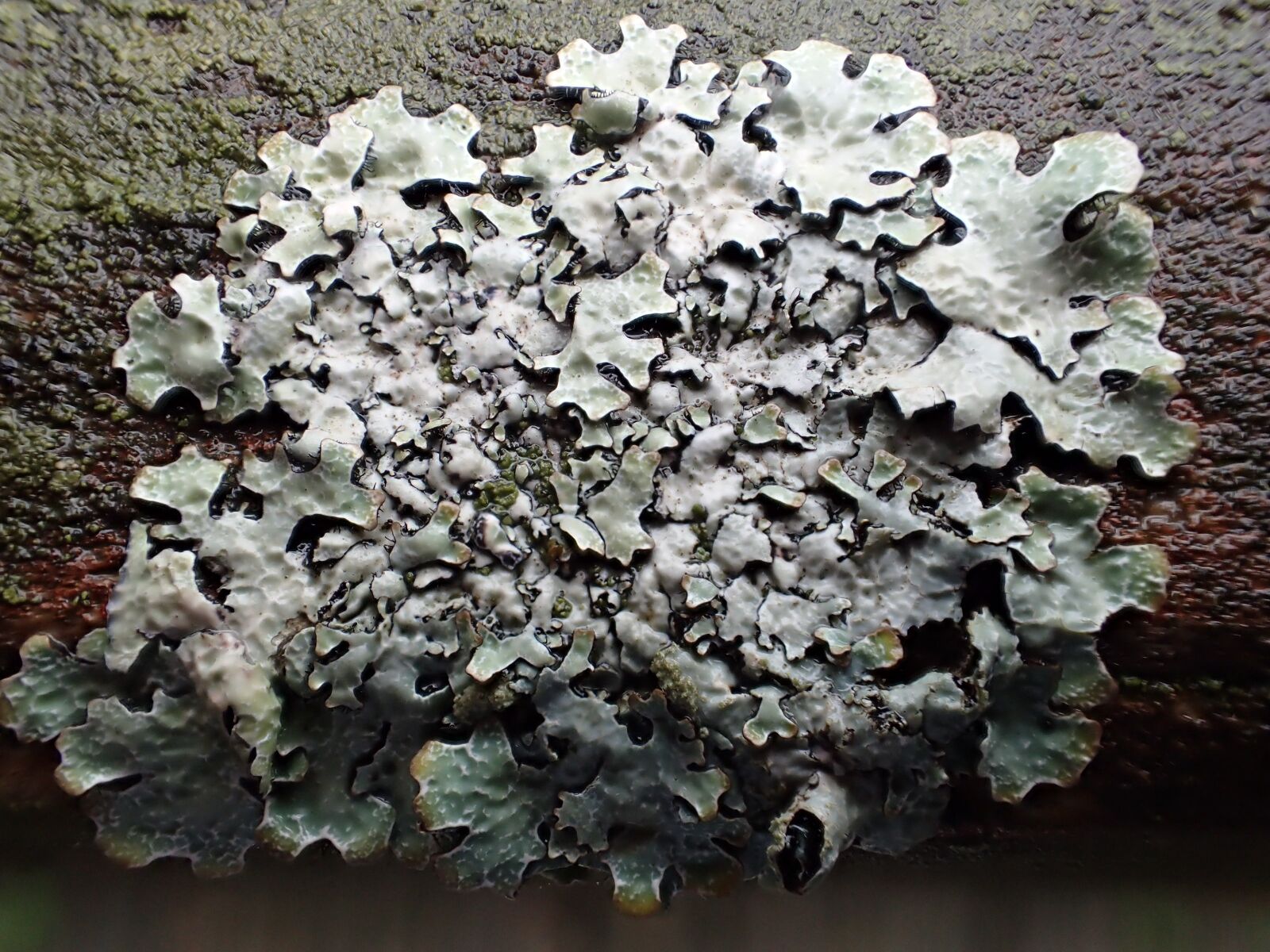 Olympus TG-3 sample photo. Fungi, nature, tree photography