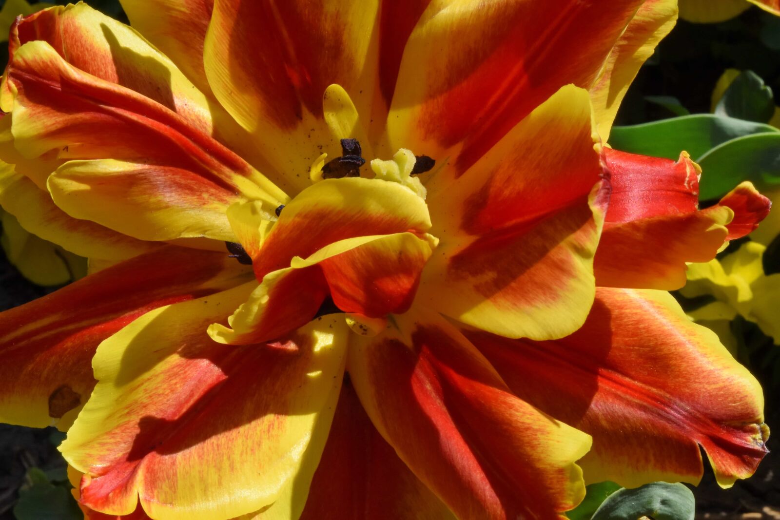 Nikon D5500 sample photo. Tulip, blossom, nature, yellow photography