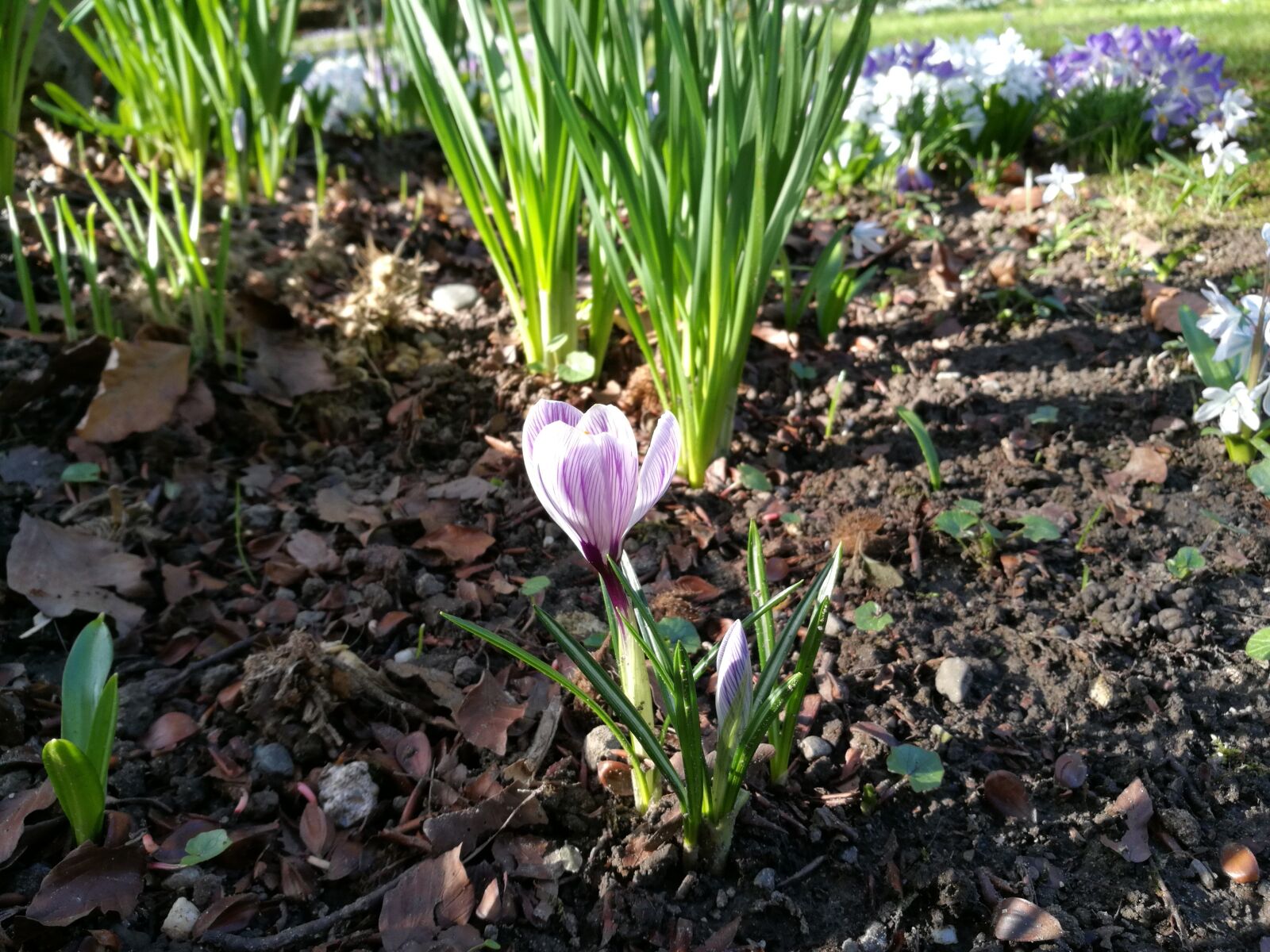 HUAWEI Honor 8 sample photo. Spring, plant, crocus photography