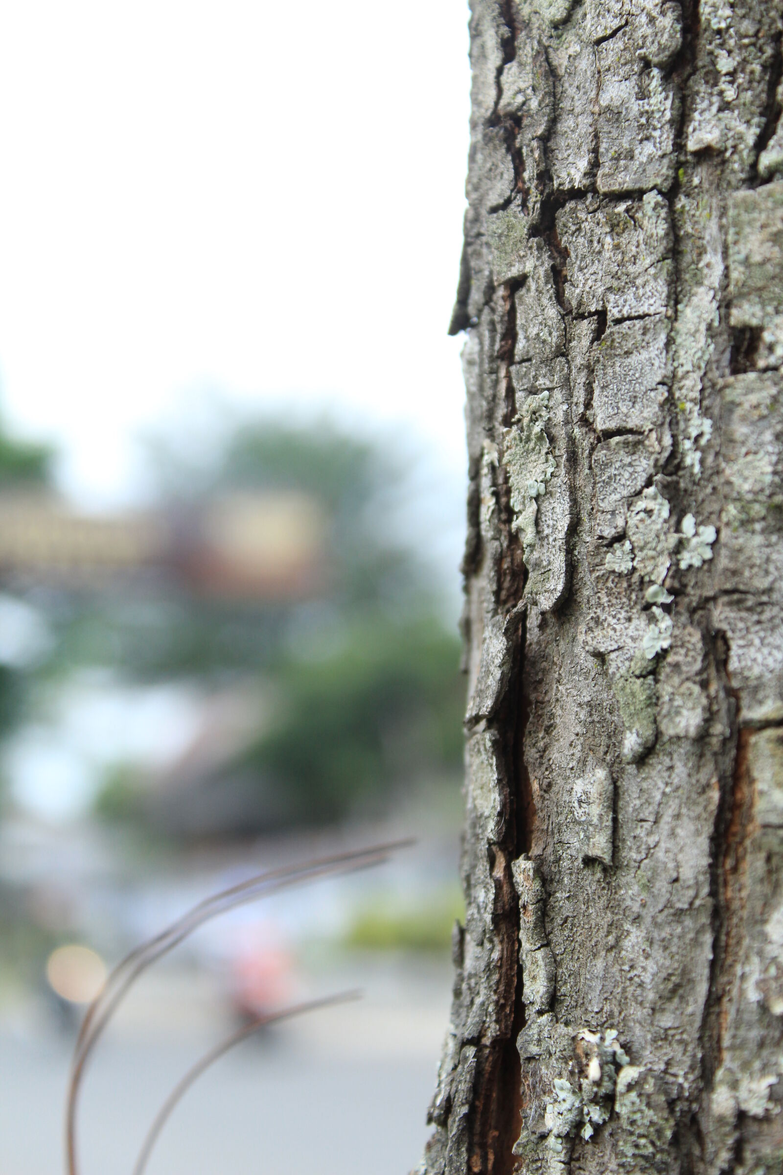 Canon EOS 1200D (EOS Rebel T5 / EOS Kiss X70 / EOS Hi) sample photo. Nature, nature, wallpaper, rod photography