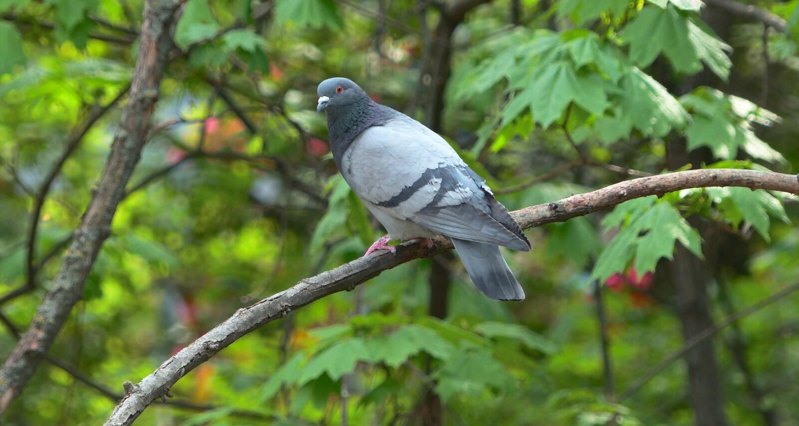 Panasonic Lumix DMC-FZ200 sample photo. Dove, branch, nature photography