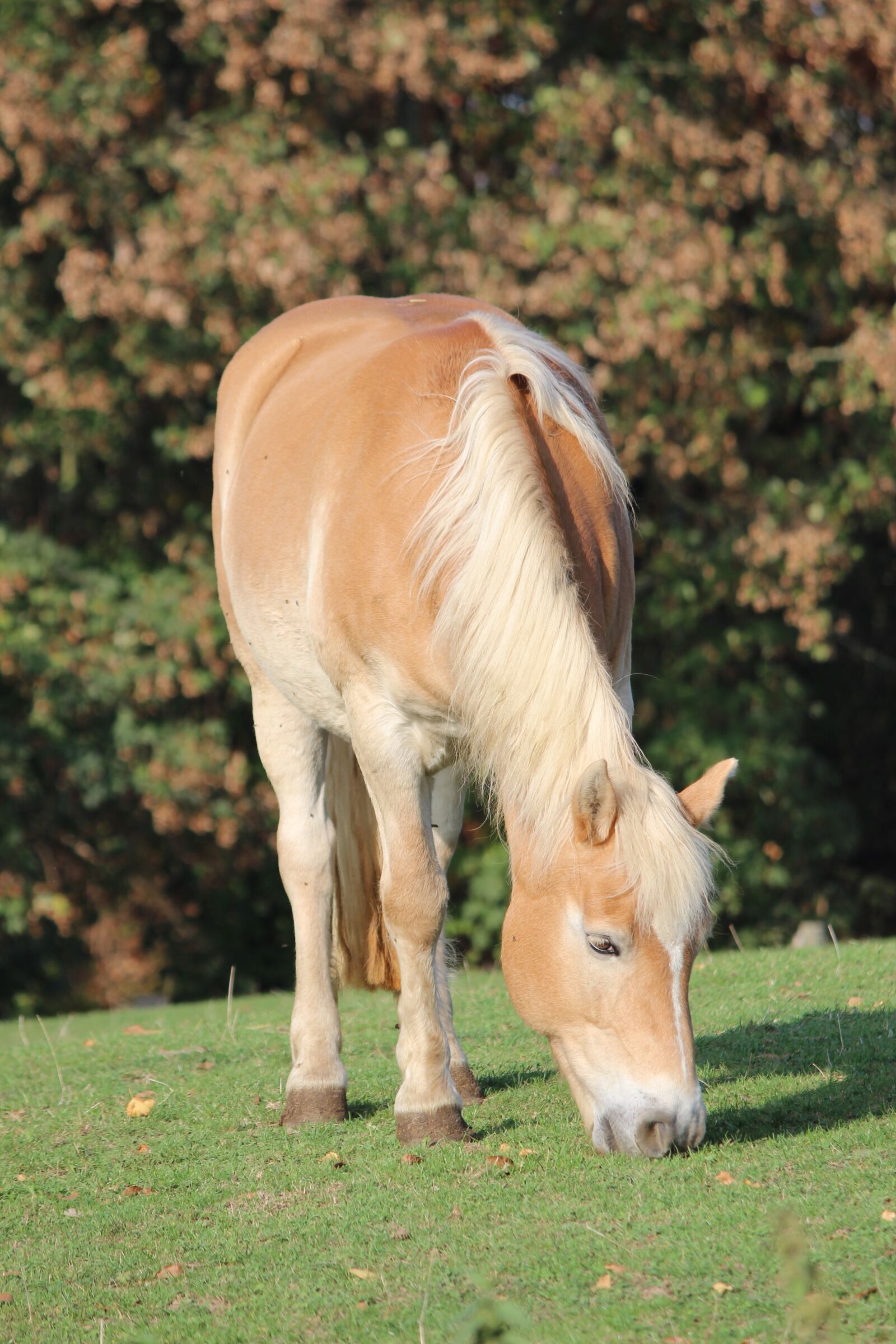 Canon EOS 600D (Rebel EOS T3i / EOS Kiss X5) sample photo. Horse, gaul, ride photography
