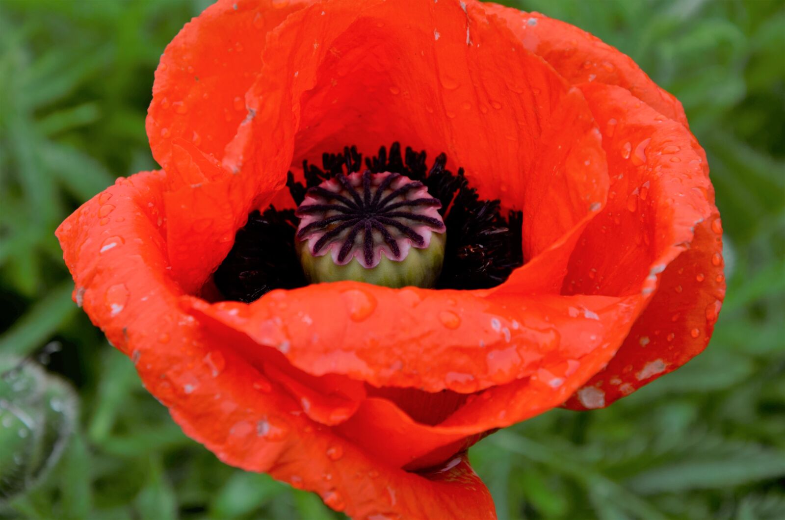 Nikon D5100 sample photo. Poppy, flower, field photography