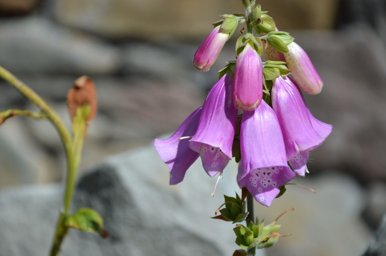Nikon D3200 sample photo. Blossom, bloom, thimble photography