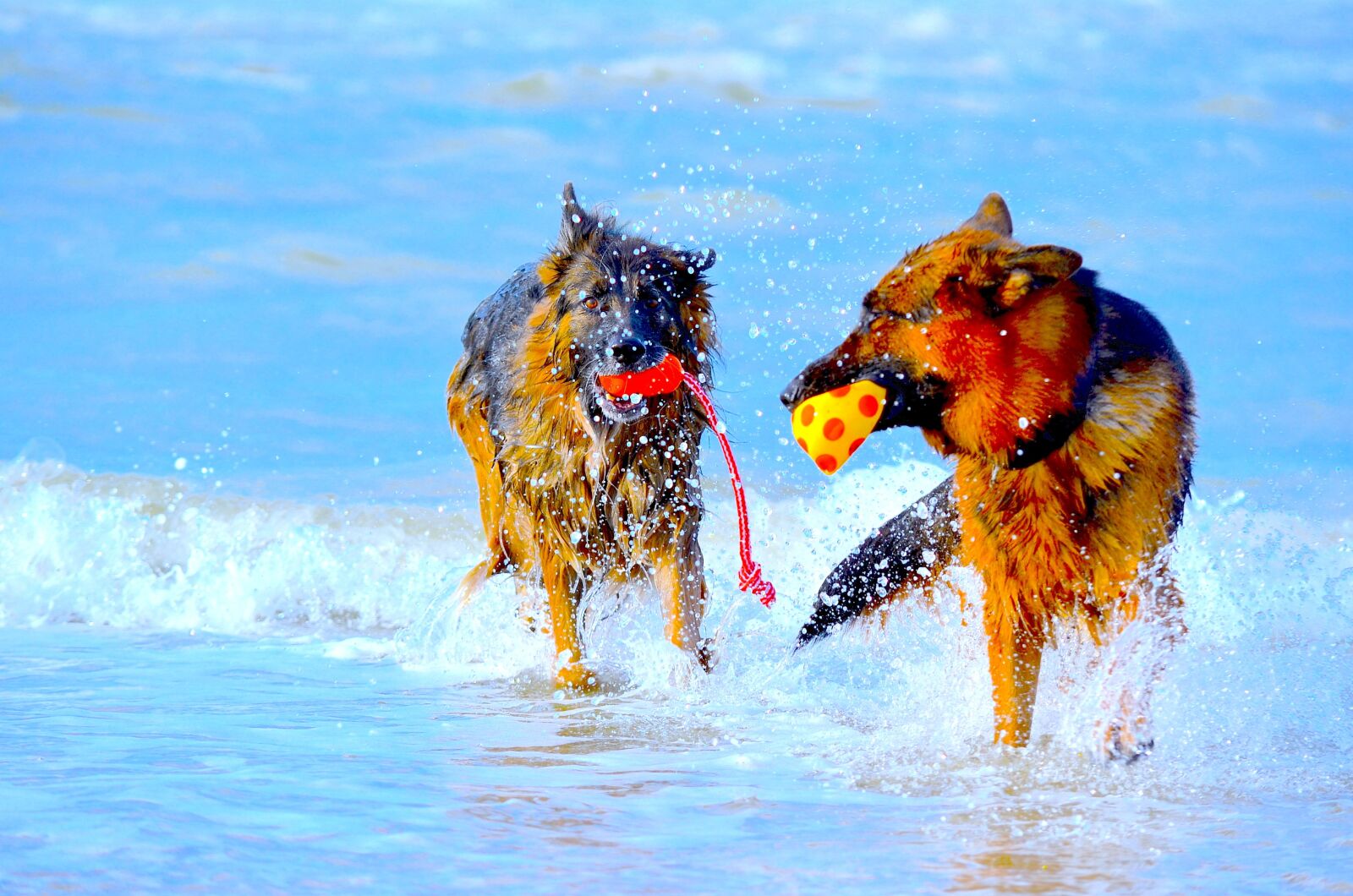 Nikon D7000 sample photo. German shepherd, dogs, play photography