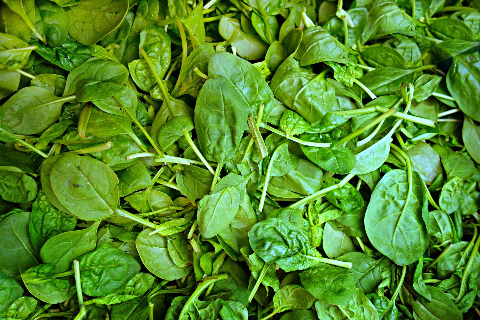 Sony Cyber-shot DSC-RX100 sample photo. Spinach, vegetable, fresh vegetable photography