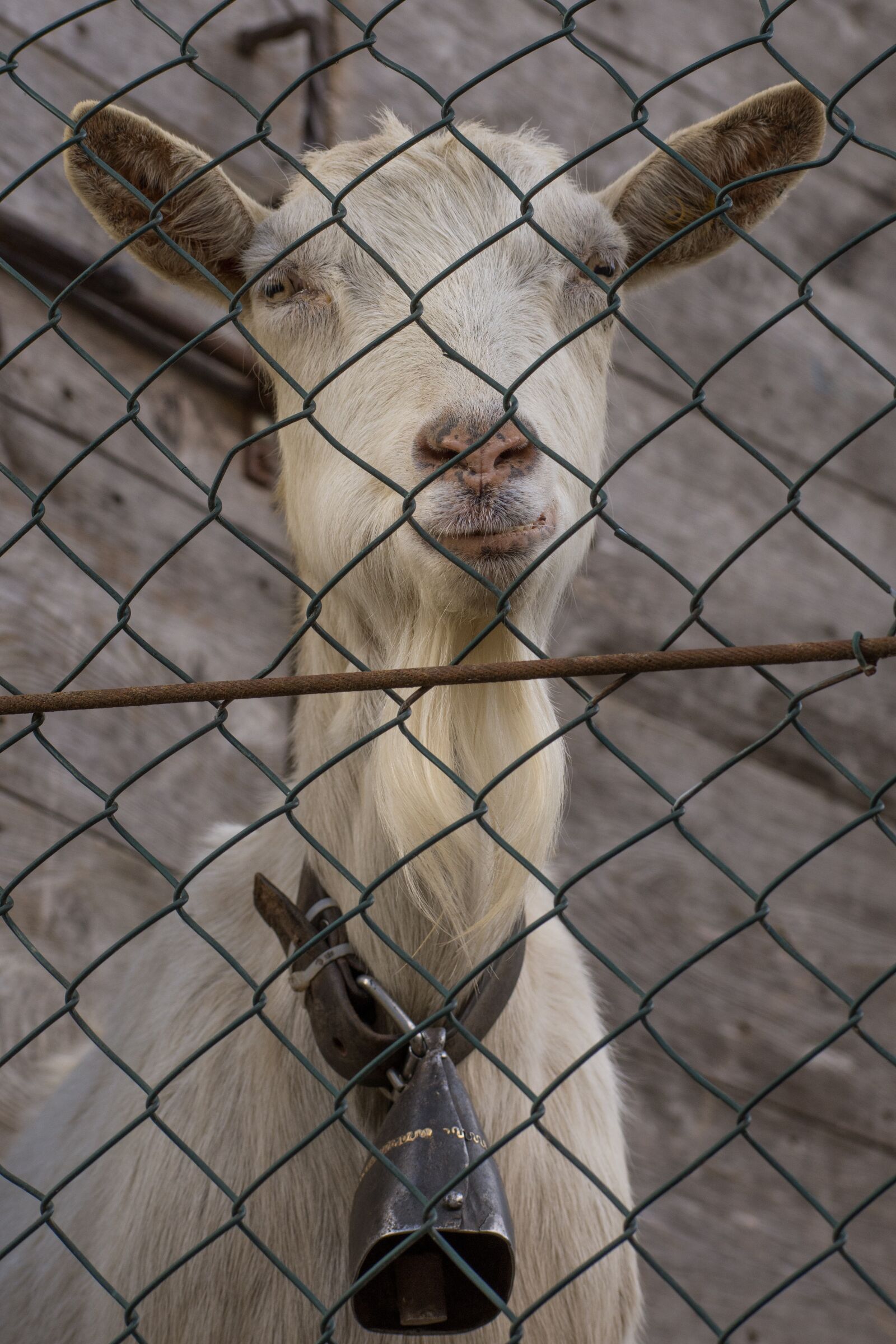 Nikon D7200 sample photo. Fence, animalia, mammalia photography