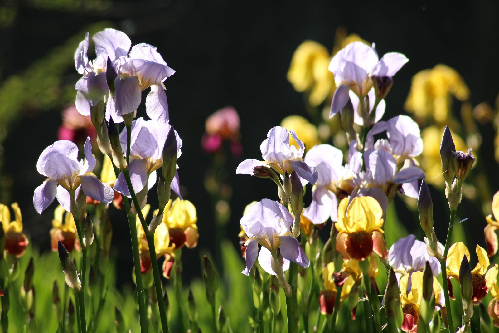 Canon EOS 1200D (EOS Rebel T5 / EOS Kiss X70 / EOS Hi) sample photo. Irises, spring flowers, may photography
