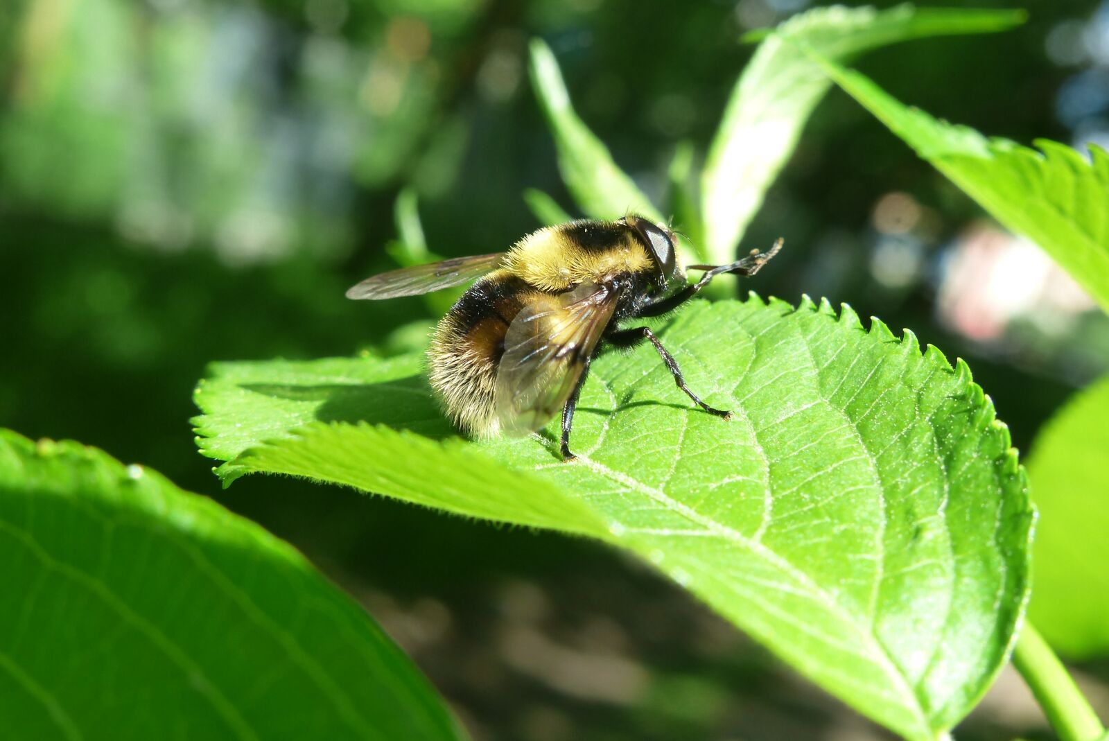 Panasonic Lumix DMC-FZ200 sample photo. Animals, invertebrates, insect photography