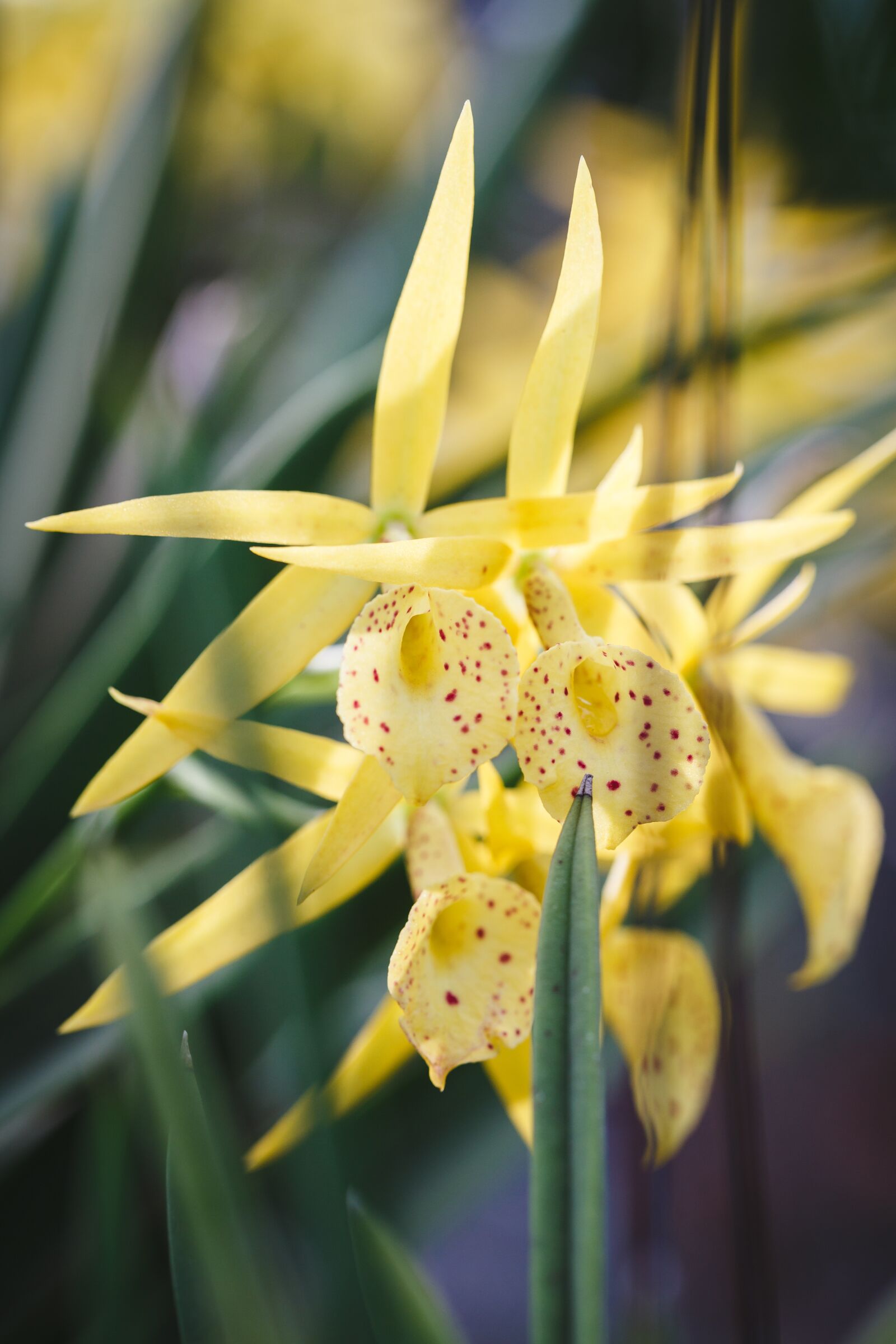 Canon EF 100mm F2.8L Macro IS USM sample photo. Natural pure, fresh, asia photography