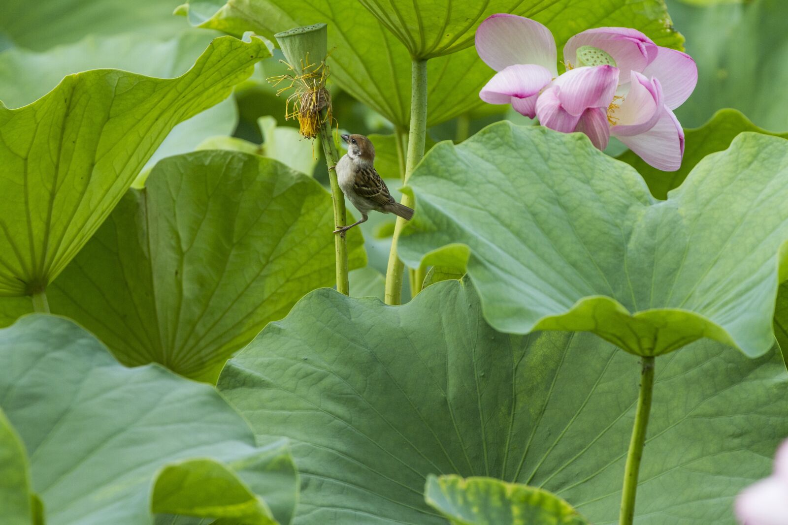 Canon EOS 7D + Canon EF 70-300mm F4-5.6L IS USM sample photo. Bird, lotus, pond photography