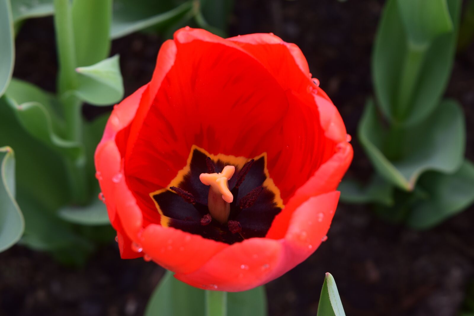 Nikon D3300 sample photo. Red, tulip, flower photography