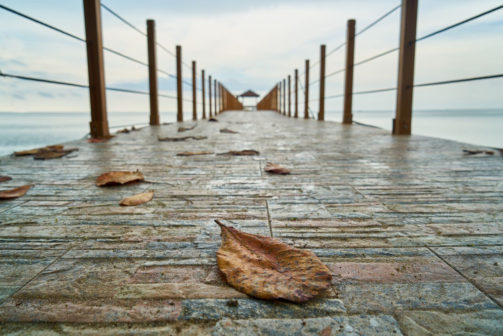 Sony a7R II sample photo. Leaves, landscape, bridge photography