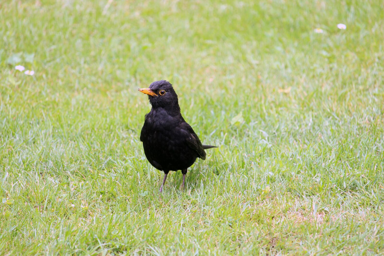 Canon EOS 1200D (EOS Rebel T5 / EOS Kiss X70 / EOS Hi) sample photo. Blackbird, bird, animal photography