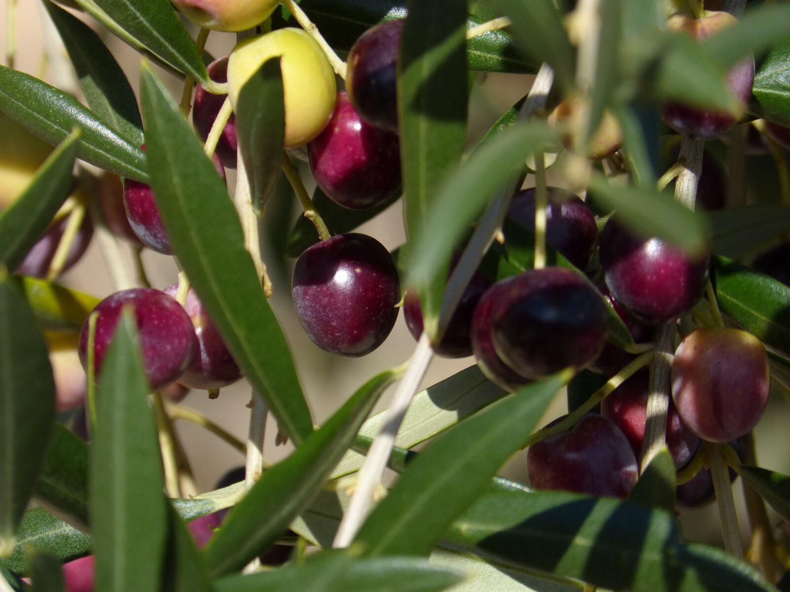 Panasonic DMC-FZ62 sample photo. Olives, olive, mature photography