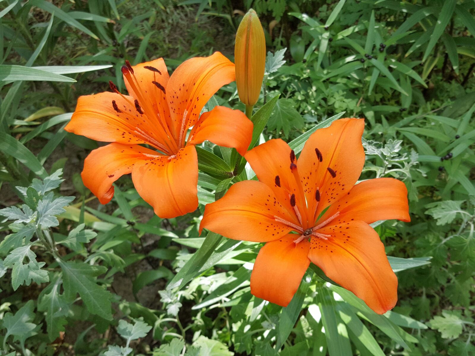 Samsung Galaxy Note5 sample photo. The orange one, the photography