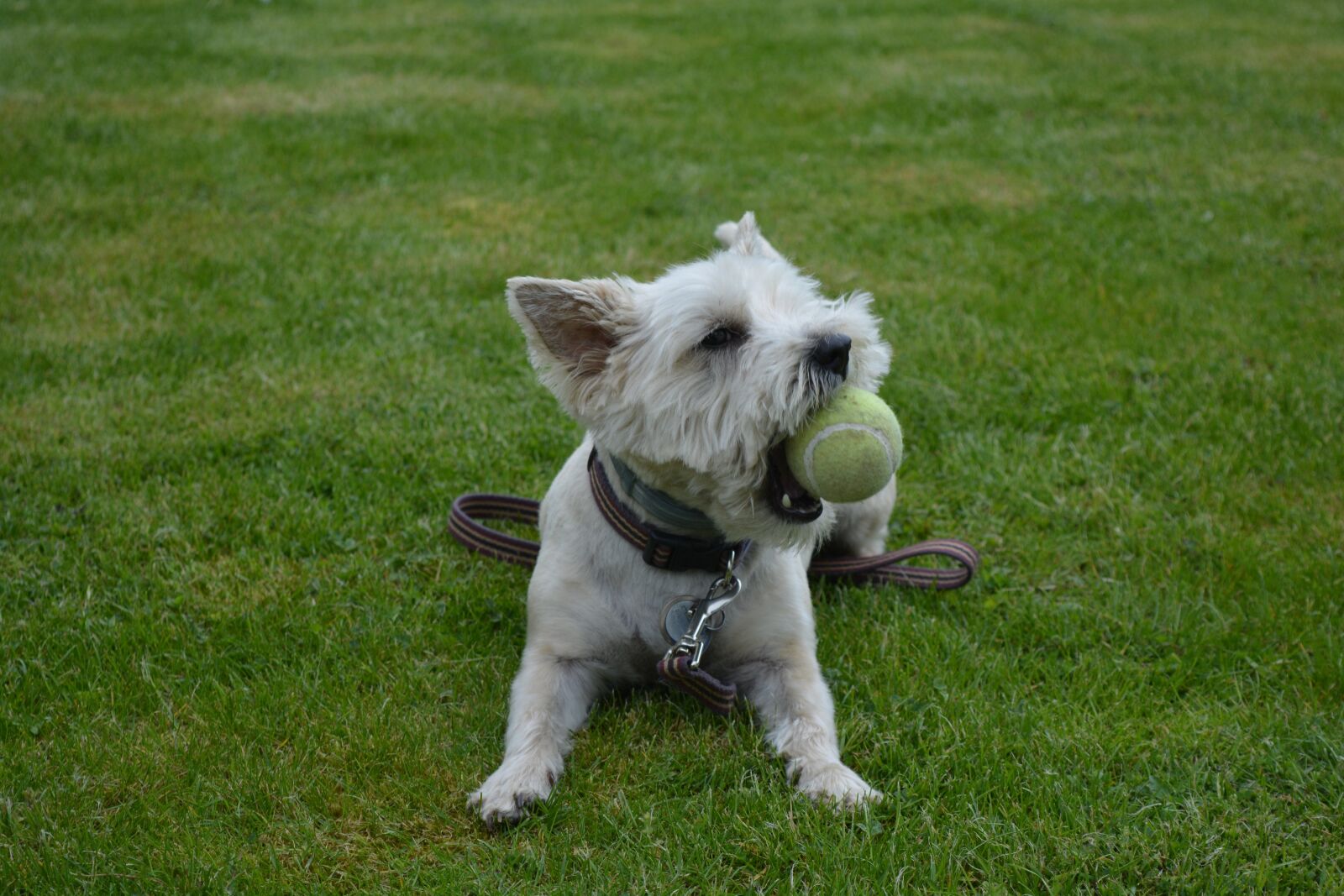 Nikon D5200 sample photo. Dog, dog playing, canine photography