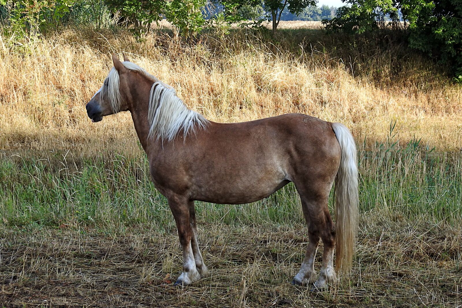 Nikon Coolpix P900 sample photo. Horse, haflinger, animal photography