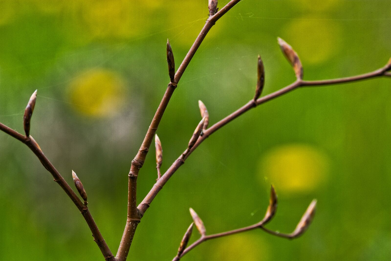 Canon EOS D60 sample photo. Spring, buds, green photography