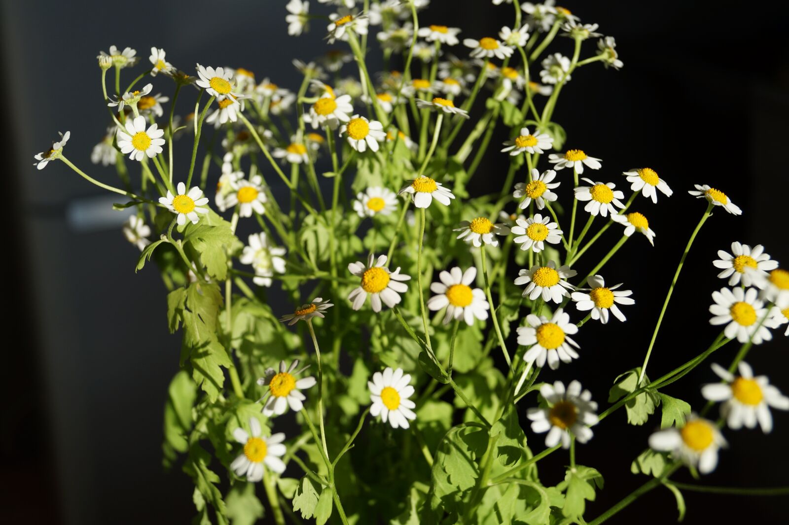 Sony DT 18-55mm F3.5-5.6 SAM II sample photo. Chamomile, flowers, daisy photography