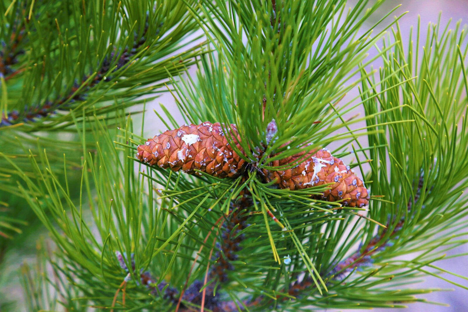 Canon EF 24-105mm F4L IS USM sample photo. Pine, cocoon, tree photography