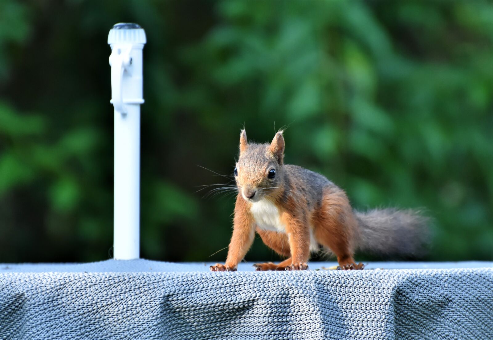 Nikon D7200 sample photo. Squirrel, verifiable kitten, rodent photography