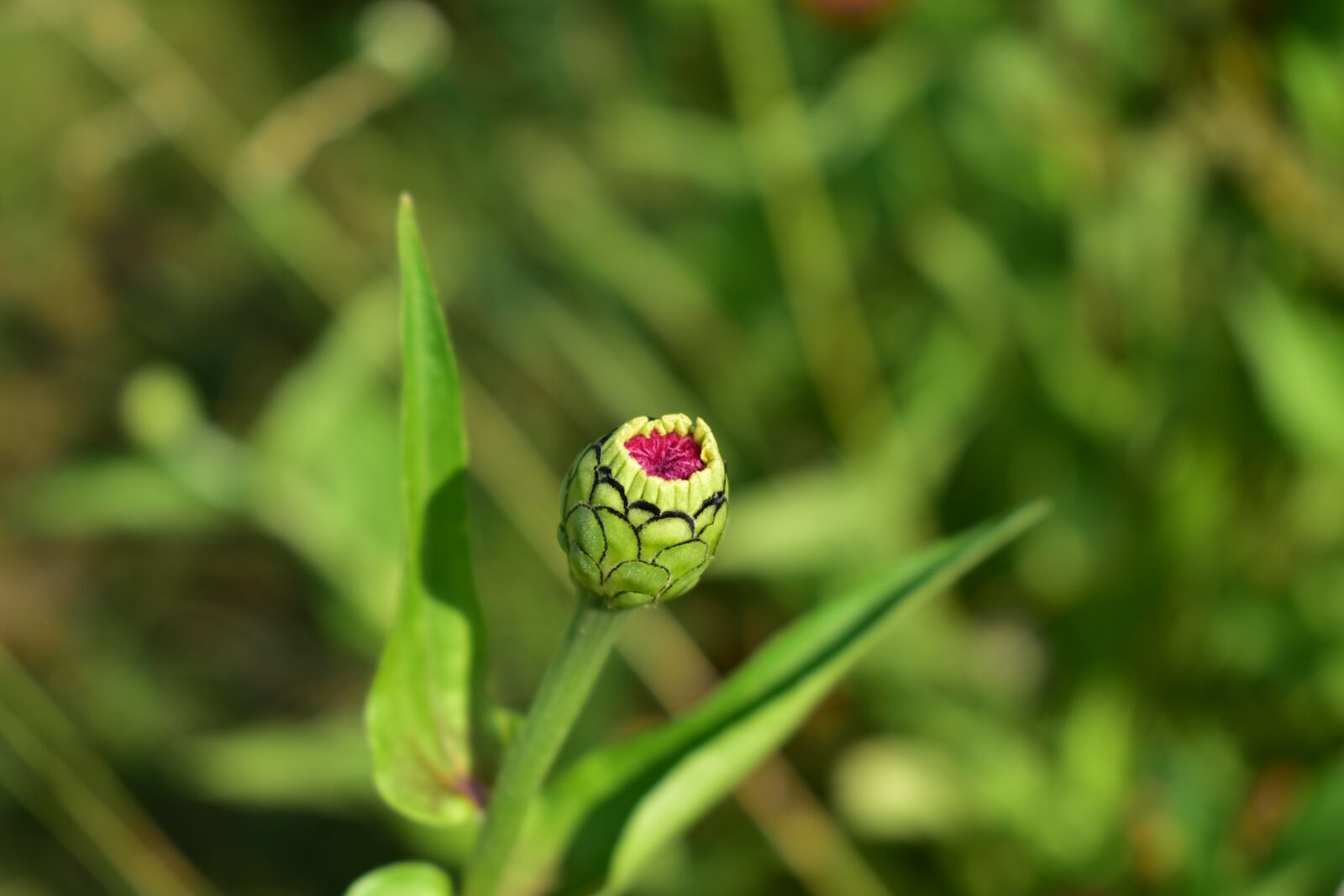 Nikon D7200 sample photo. Flower buds, flower, bloom photography