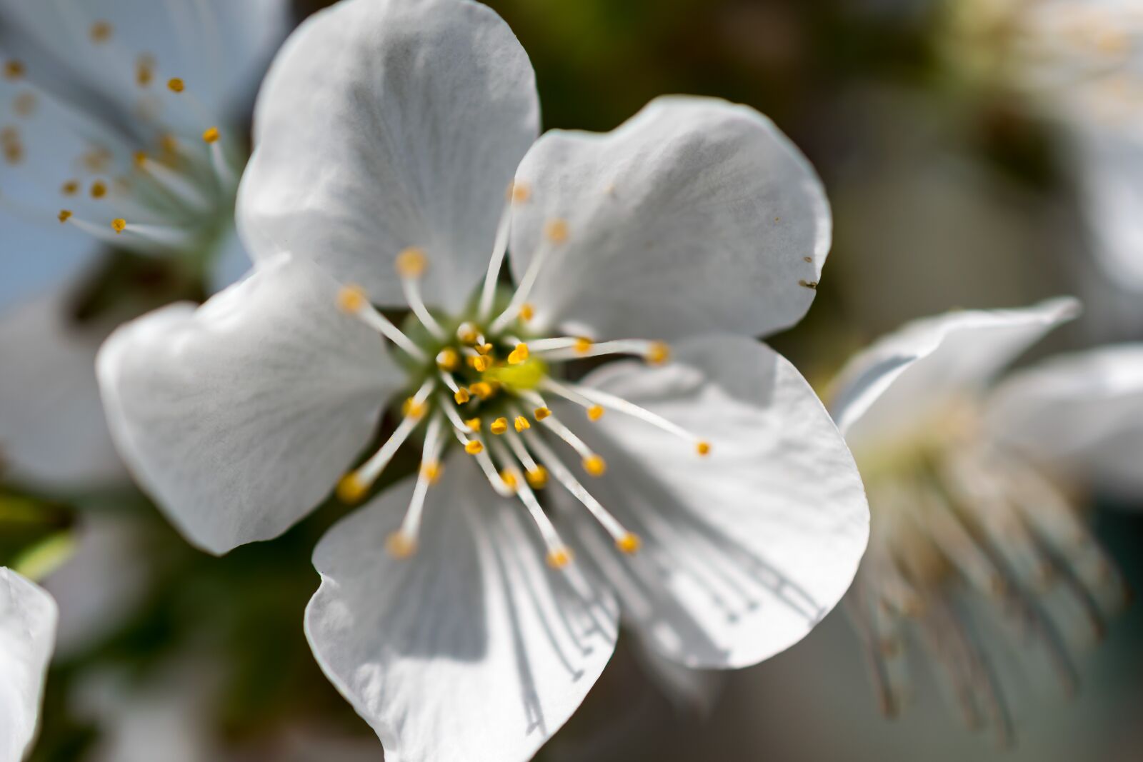 Nikon D5300 sample photo. Flower, bloom, blossom photography