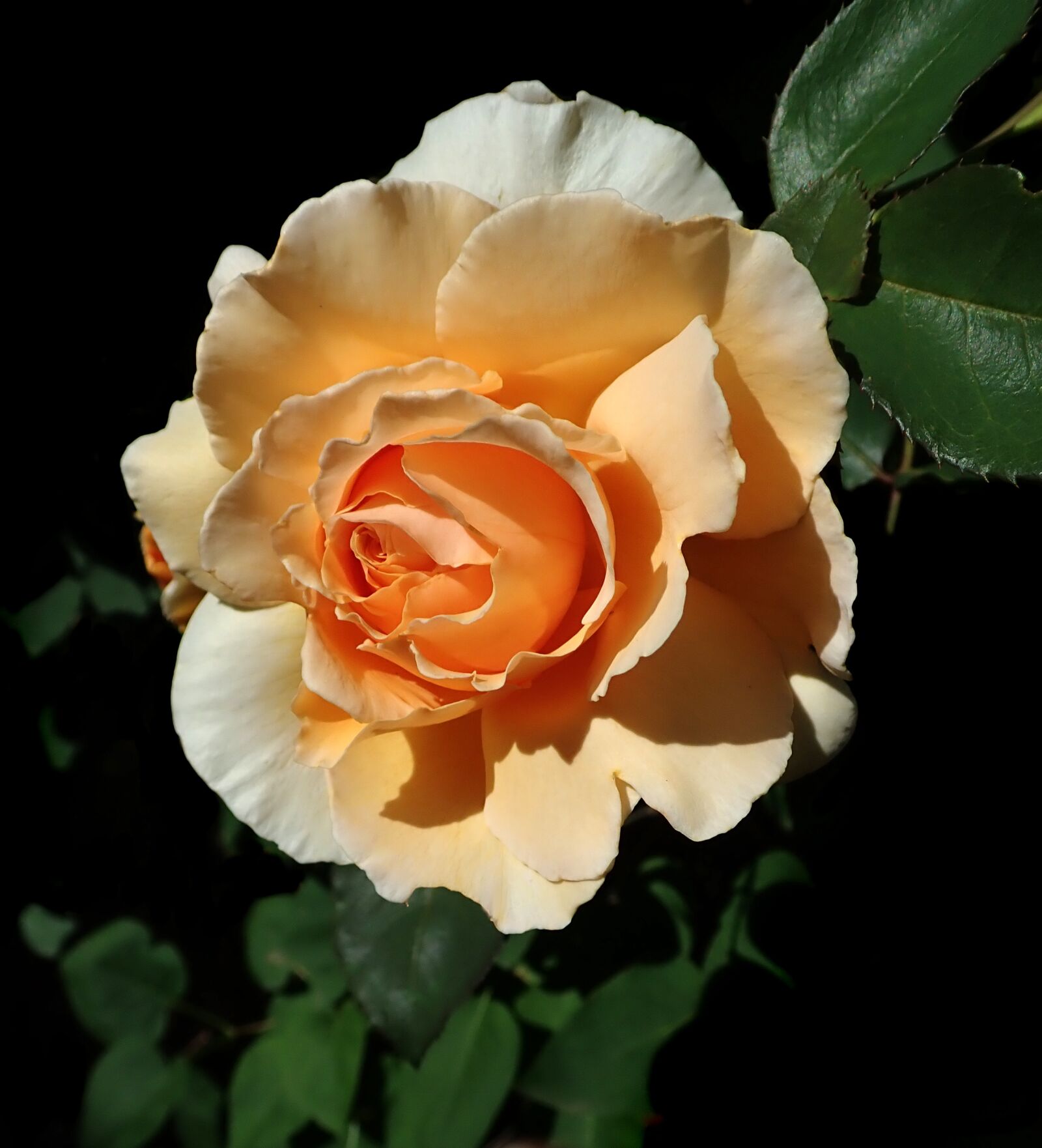 Olympus TG-5 sample photo. Rose, flower, perfume photography