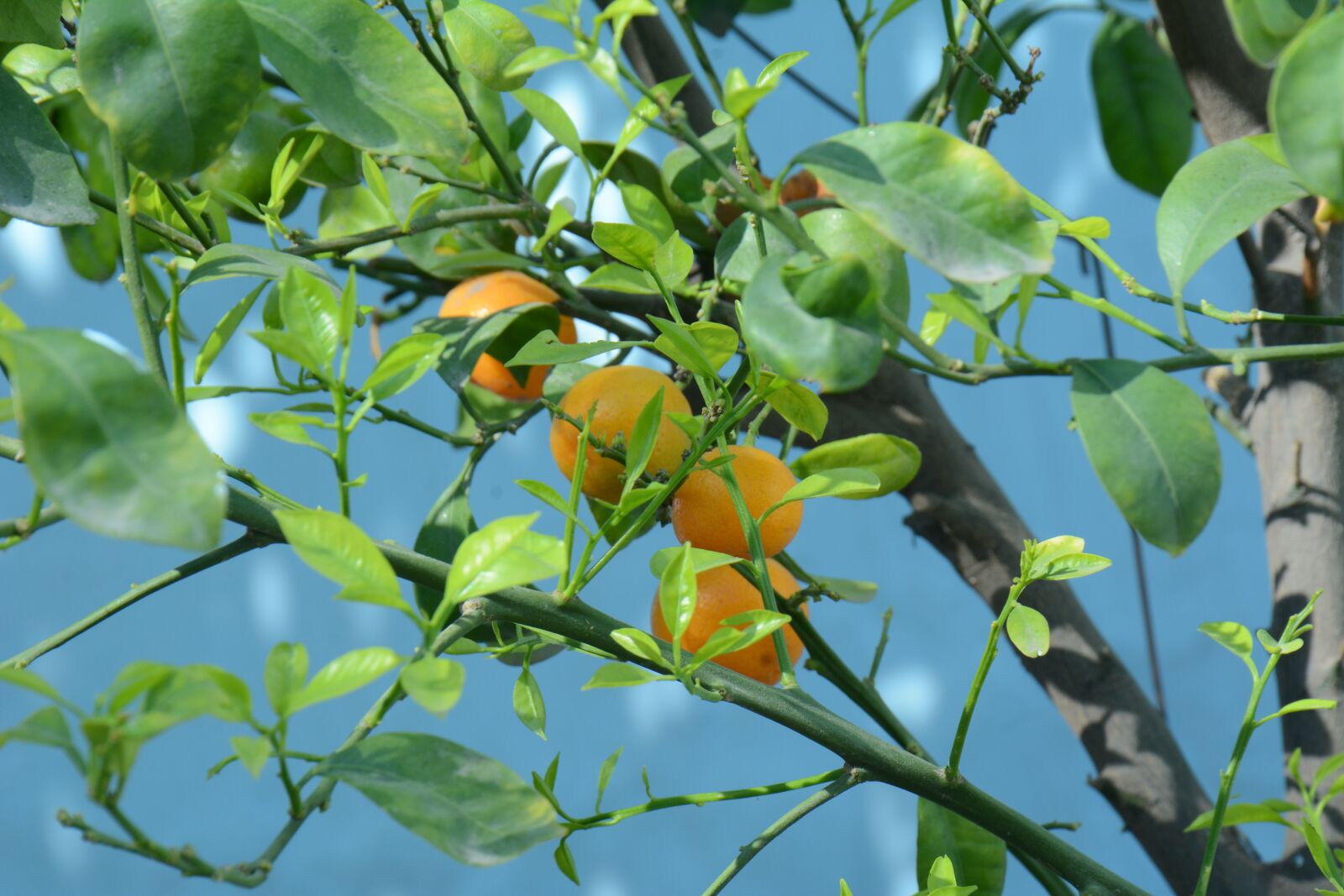 Nikon D7100 sample photo. Fruit, orange, food photography