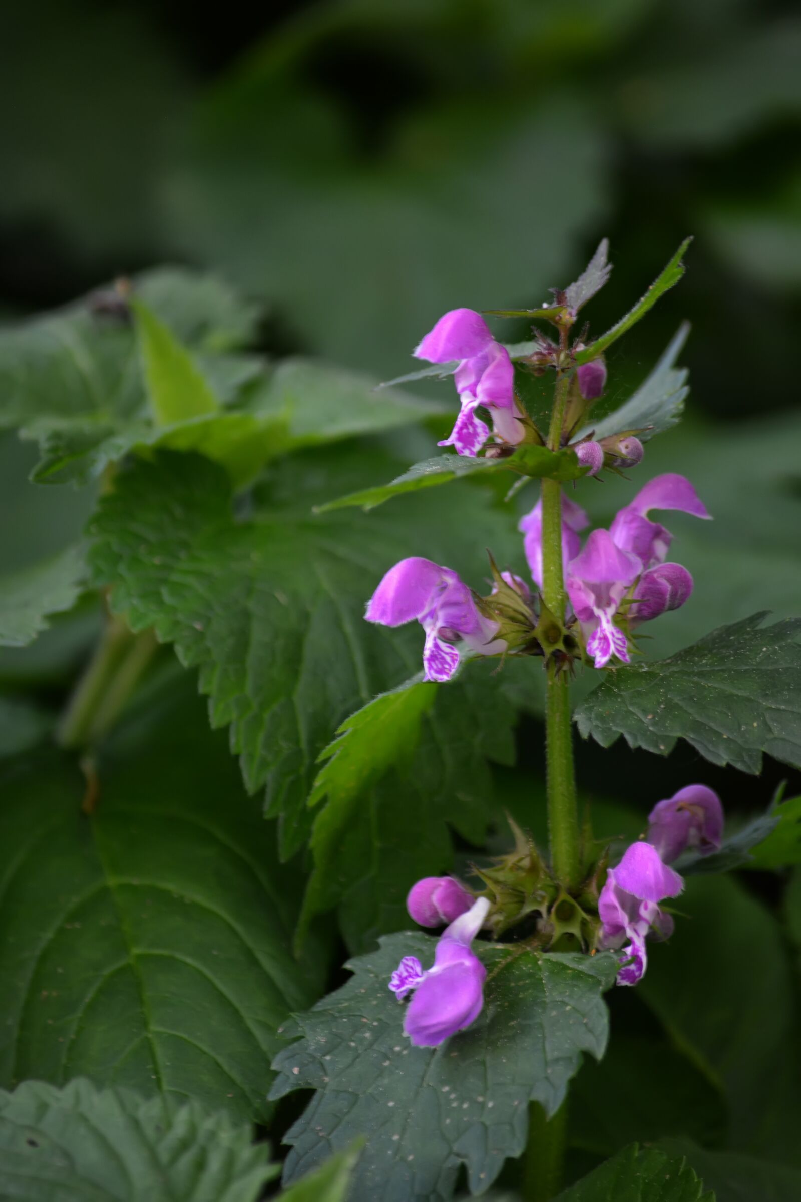 Nikon D5200 sample photo. Spring, flowers, background photography