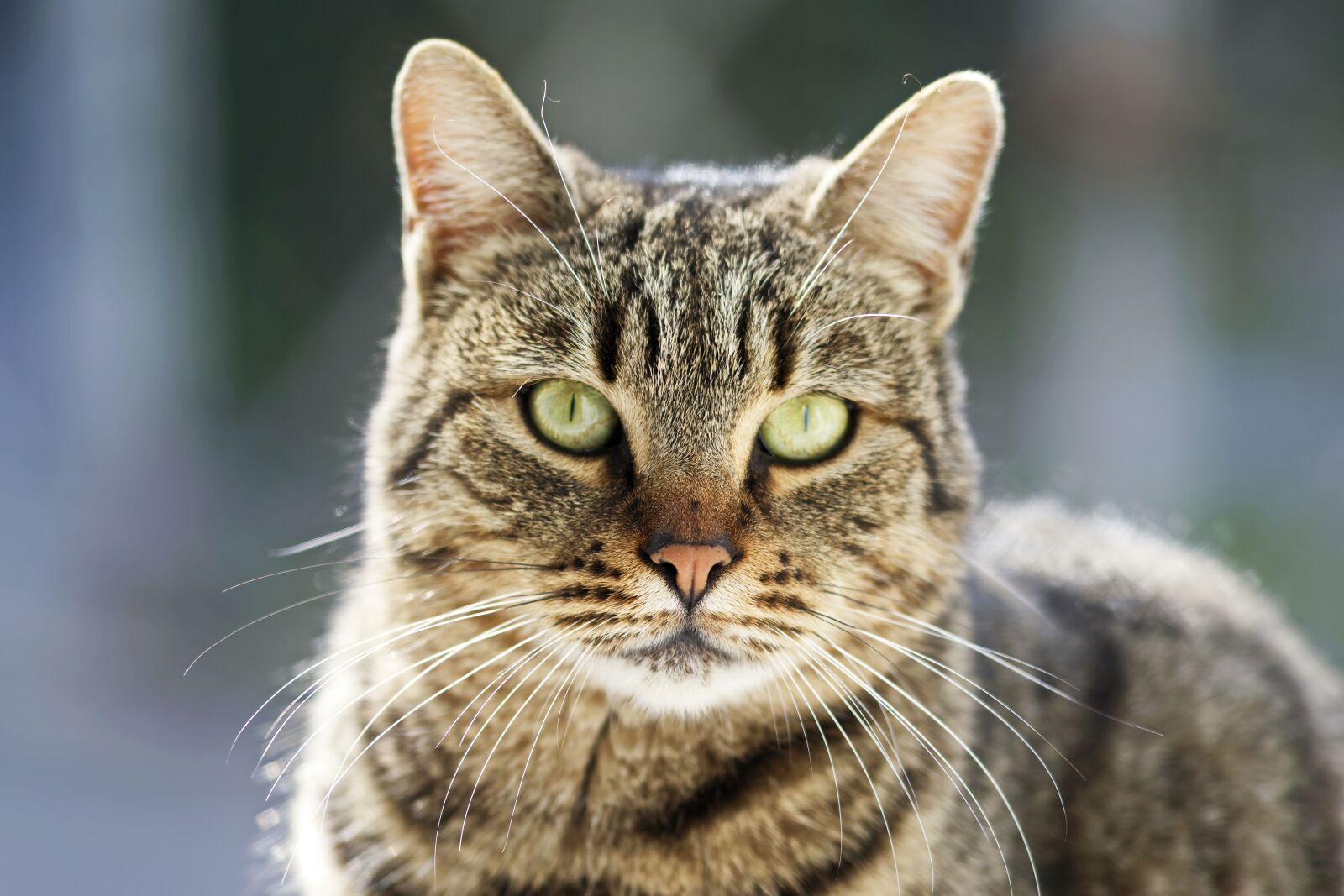 Nikon D5300 sample photo. Cat, pet, feline photography