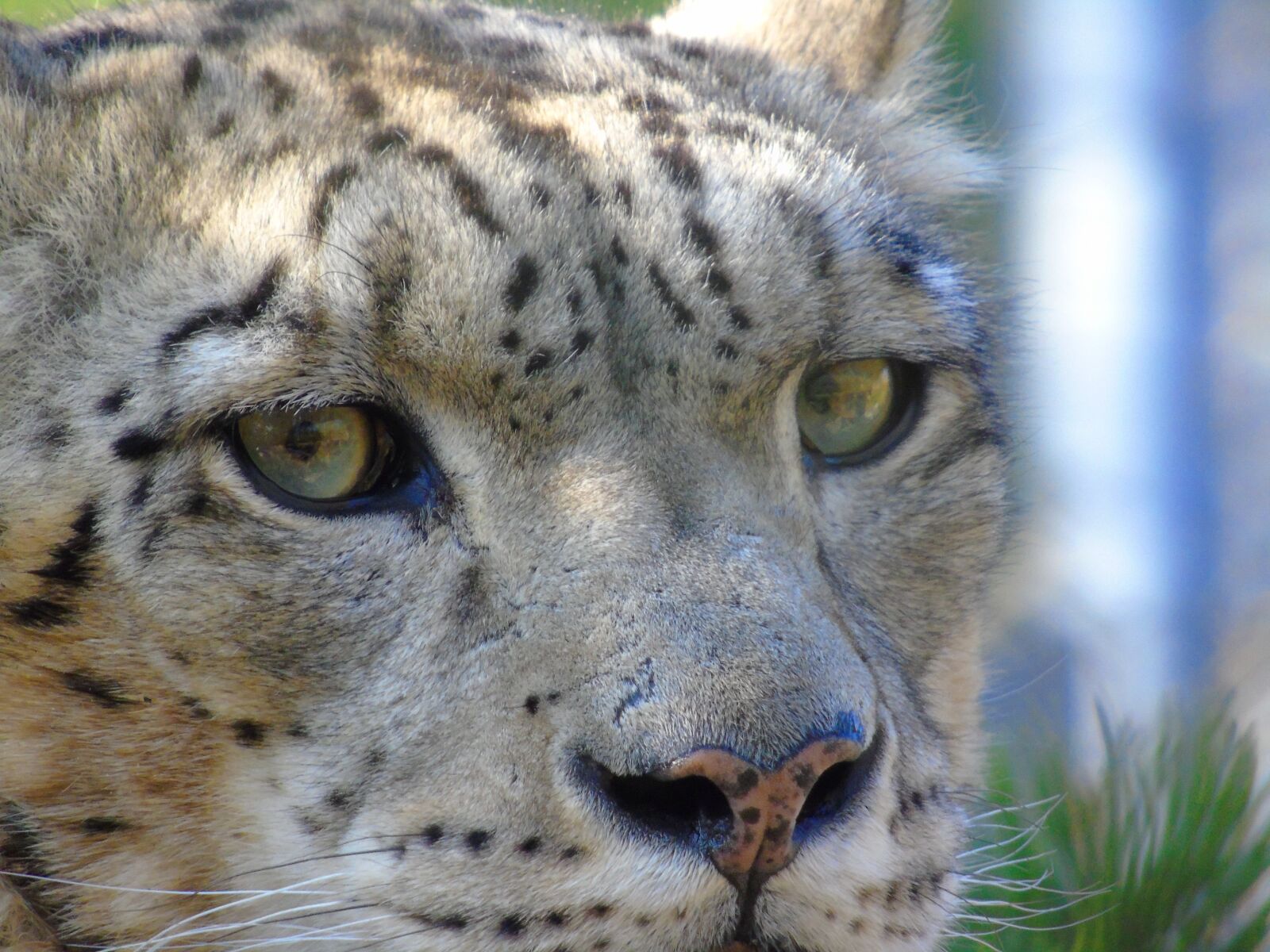 Sony Cyber-shot DSC-H400 sample photo. Wildlife, cat, mammal photography