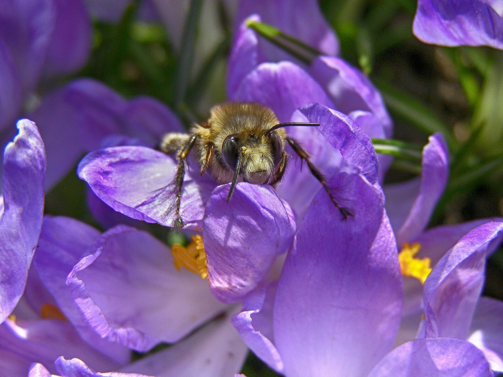 Olympus SP500UZ sample photo. Spring, bee, insect photography
