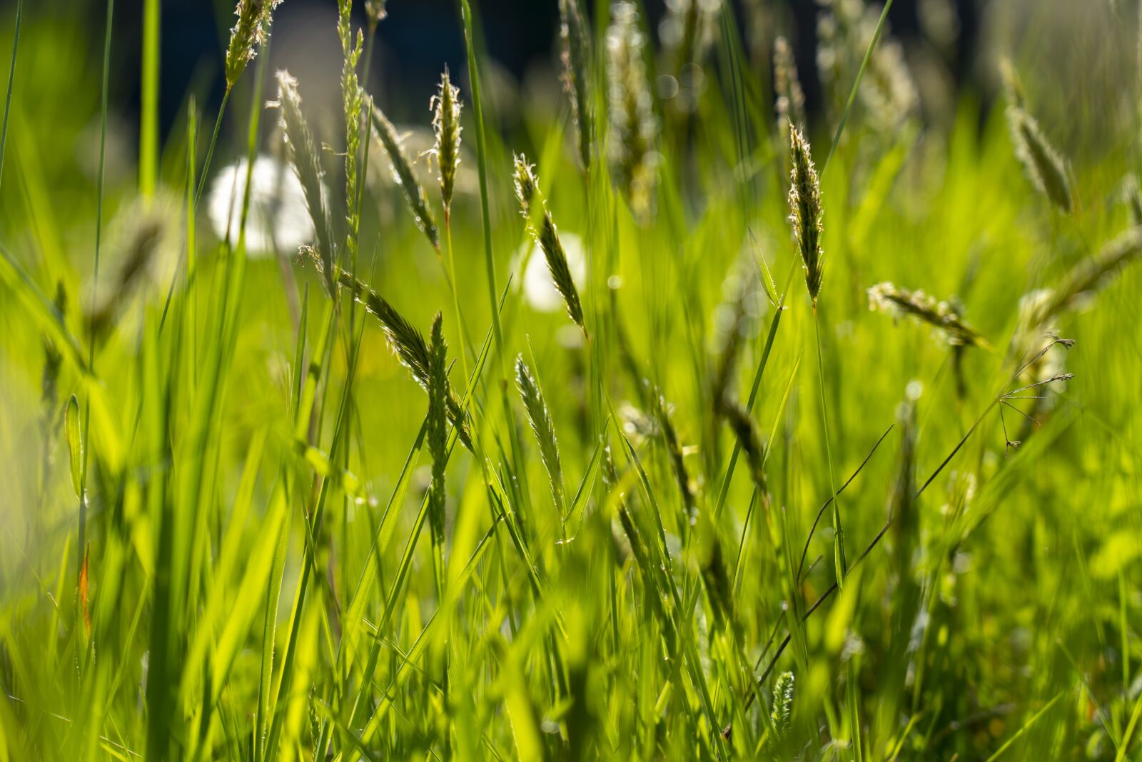 Sony a7 III sample photo. Grass, stalks, nature photography