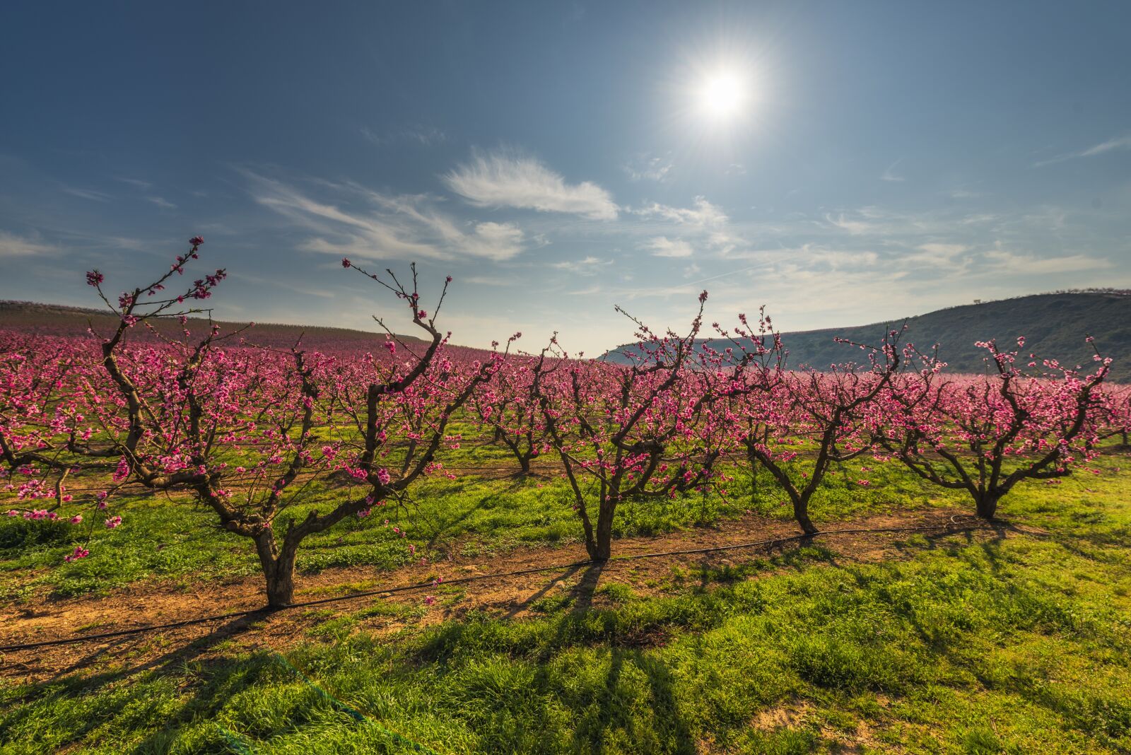Nikon D750 sample photo. Color fields, trees, field photography