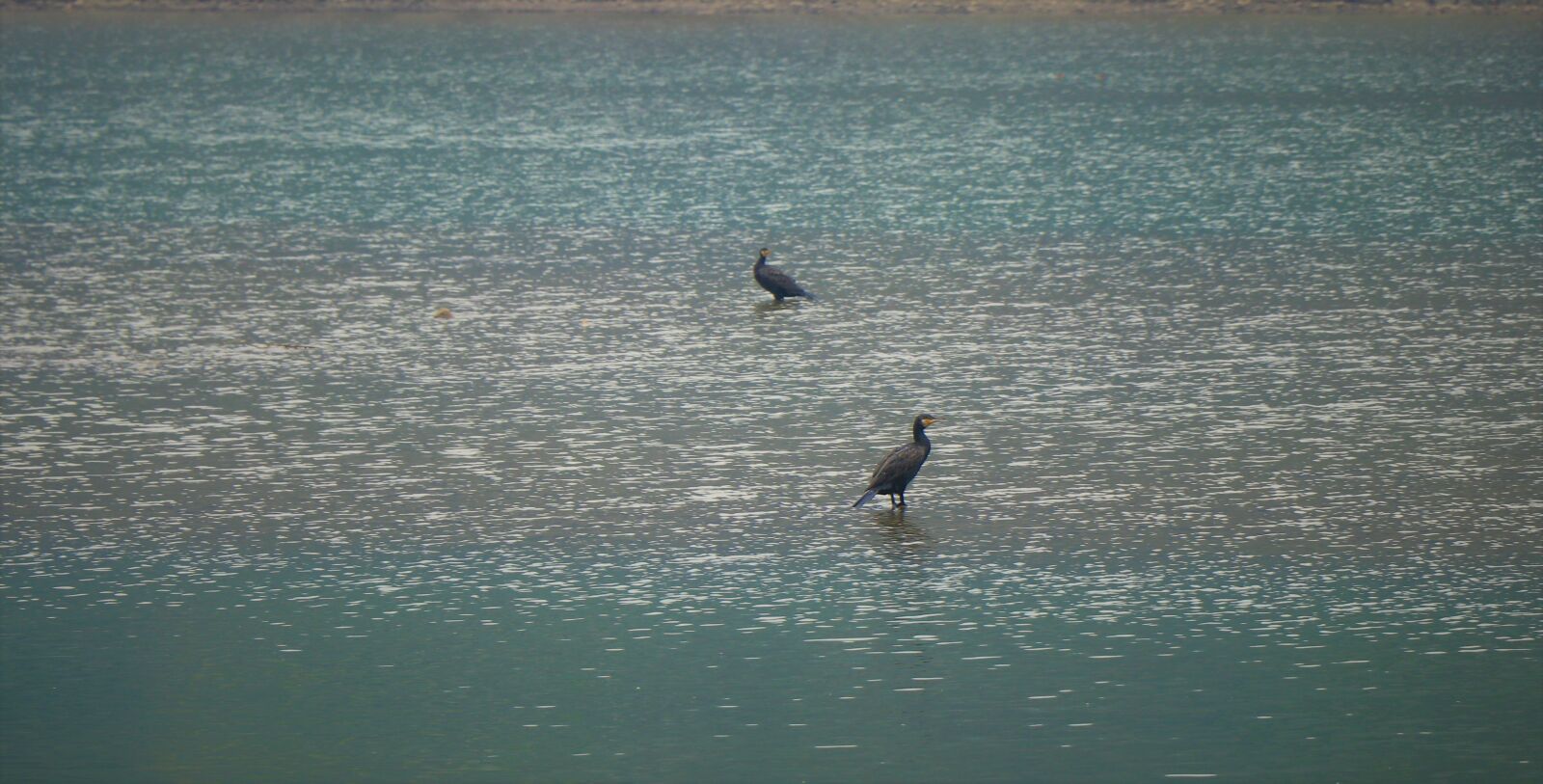 Canon EOS 80D sample photo. Lake, bird, the scenery photography