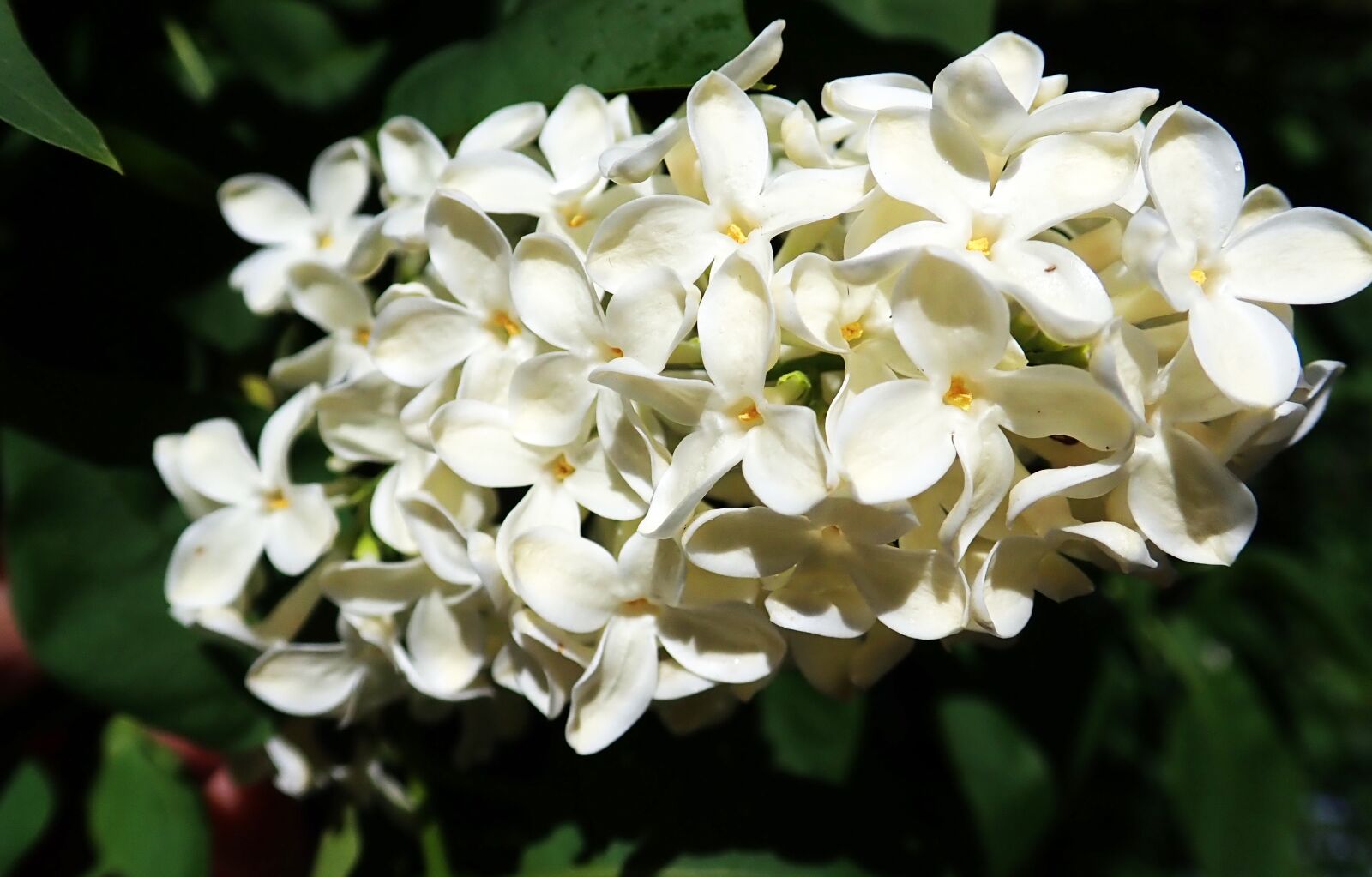 Olympus TG-5 sample photo. Lilac, white, flower photography