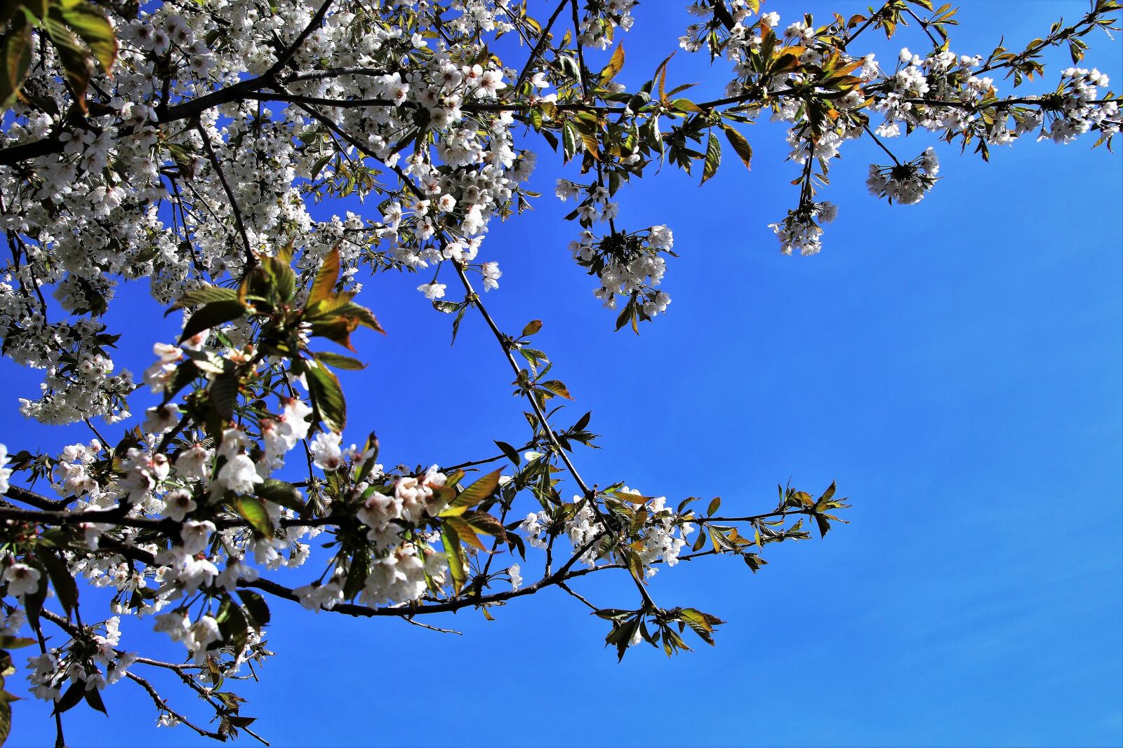 Canon EOS 80D sample photo. Spring, tree, branch photography