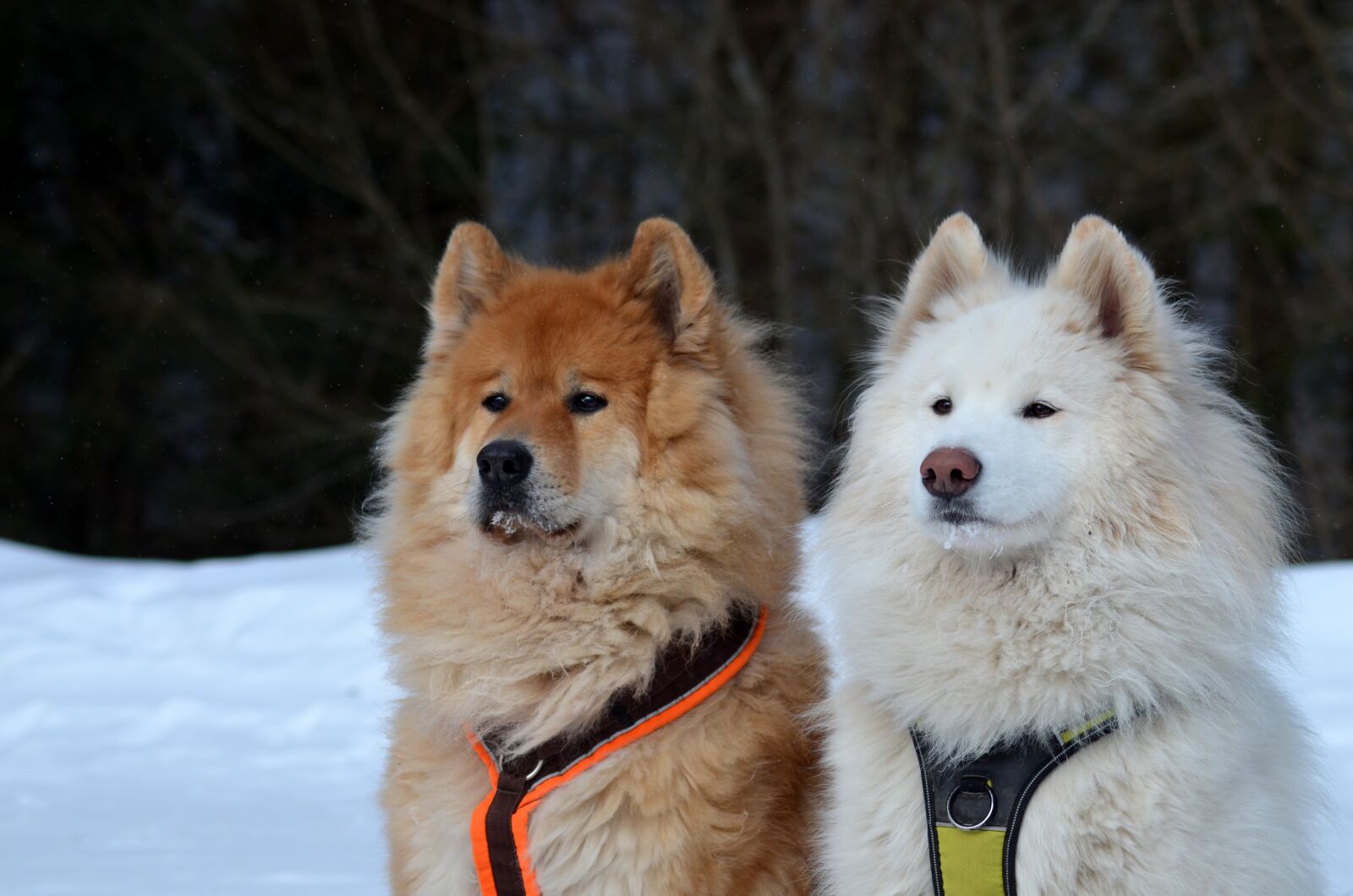 Nikon D5100 sample photo. Eurasians, samoyed, dog photography