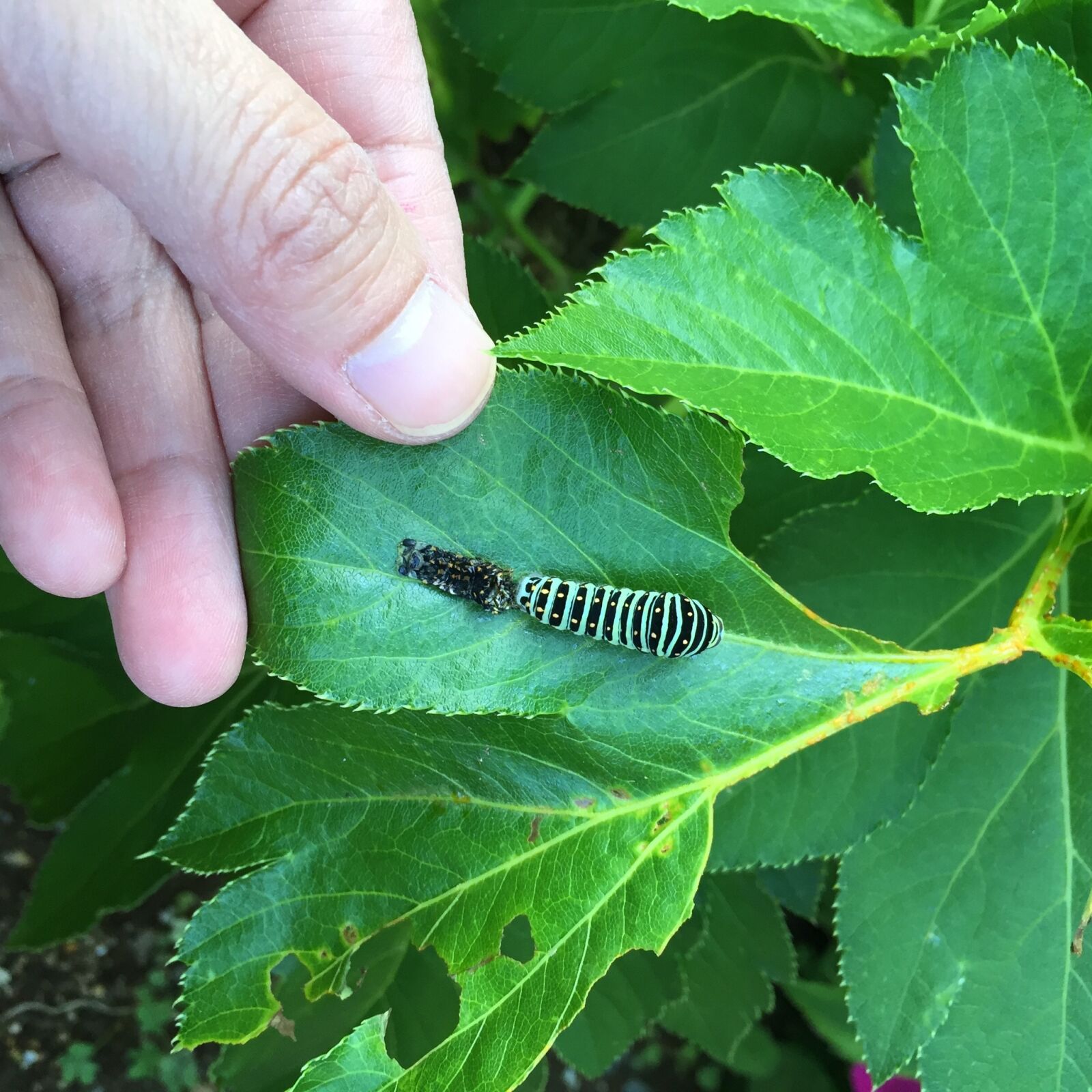 Apple iPhone 6 sample photo. Swallowtail larva, simasimaaomushi, p photography