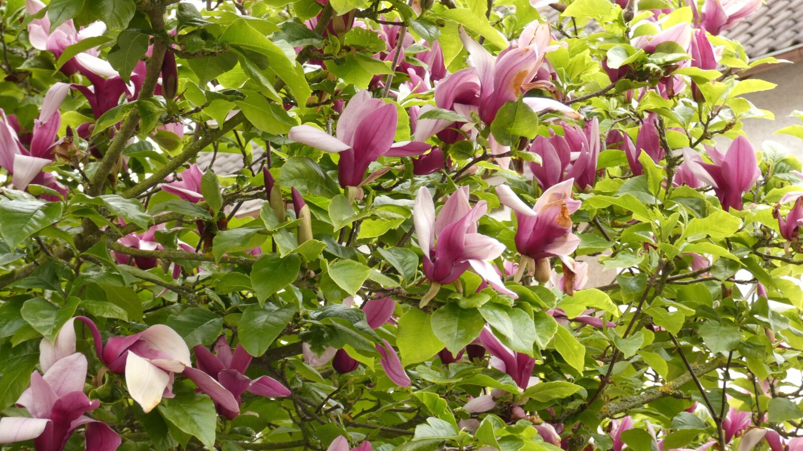 Panasonic Lumix DC-FZ80 (Lumix DC-FZ82) sample photo. Magnolia, baum, blumen photography