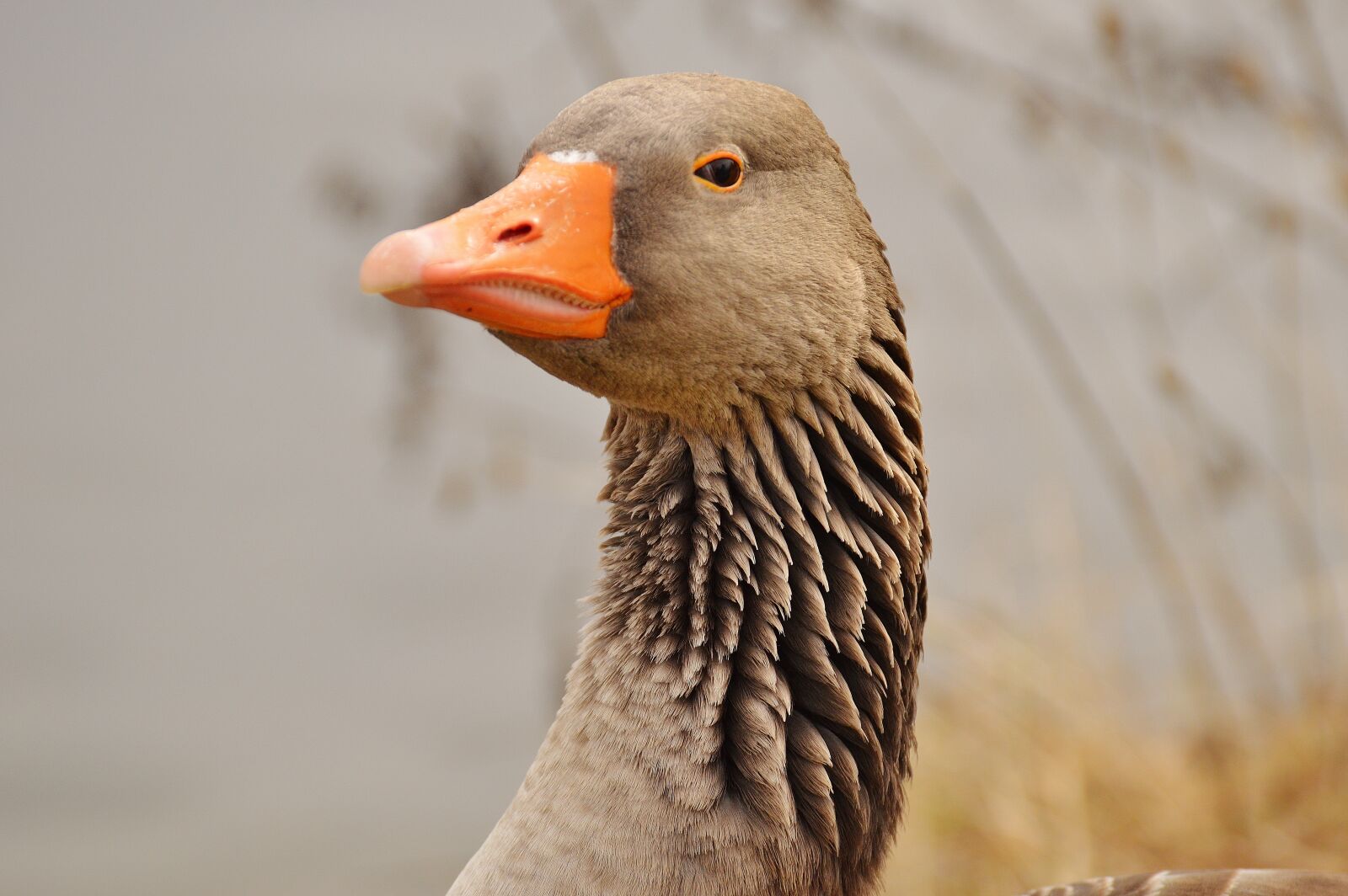 Nikon D3200 sample photo. Goose, bird, feather photography