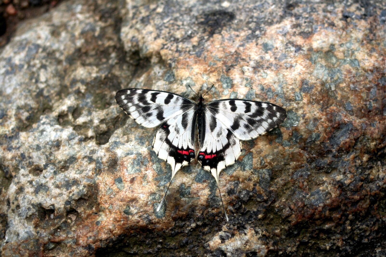 Canon EOS 350D (EOS Digital Rebel XT / EOS Kiss Digital N) sample photo. Butterfly, recreation forest, insects photography