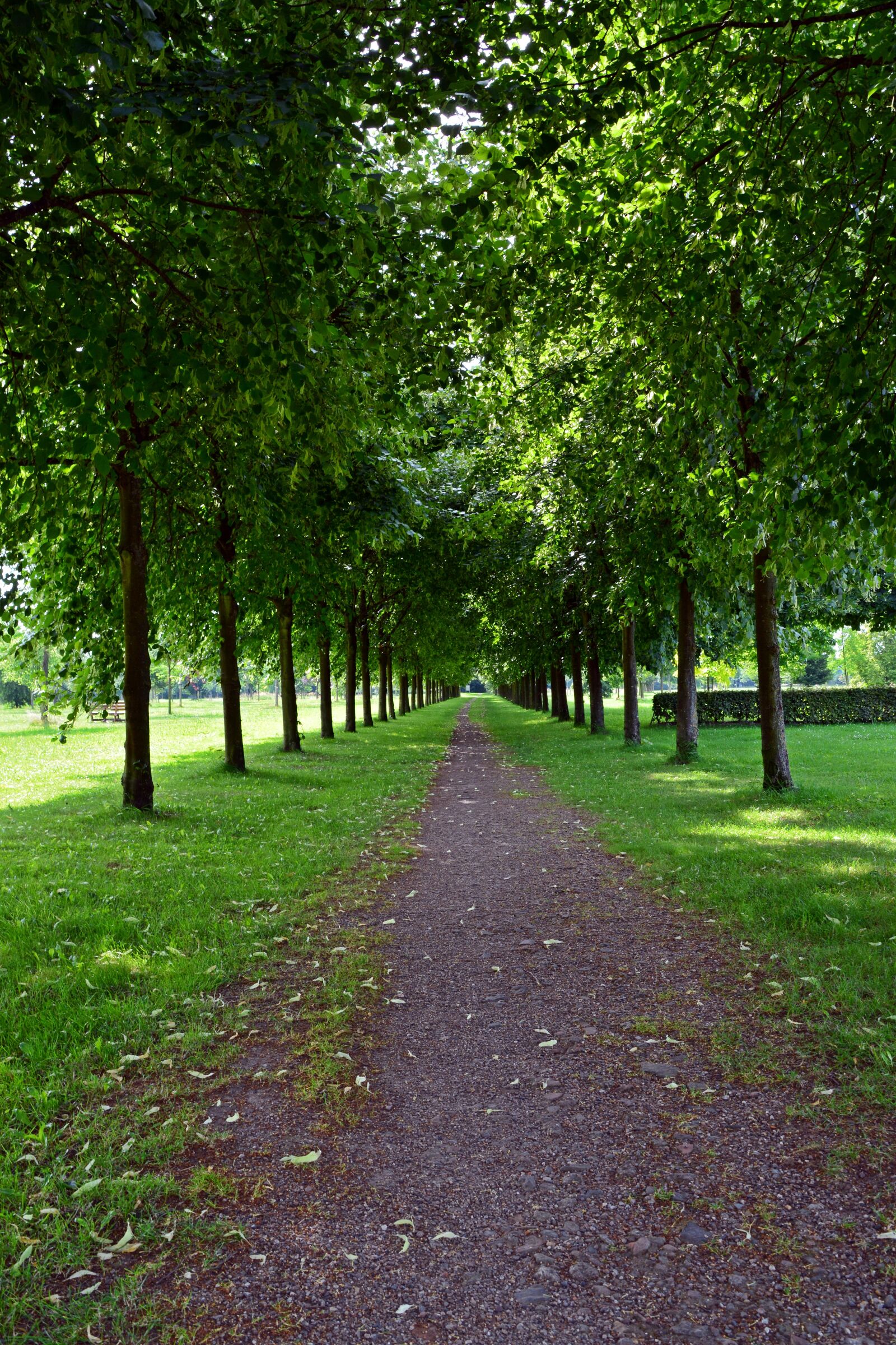 Nikon D5200 sample photo. Park, avenue, walk photography