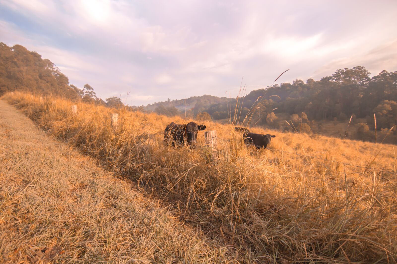 Tokina AT-X Pro 11-16mm F2.8 DX II sample photo. Cows, farm, australia photography