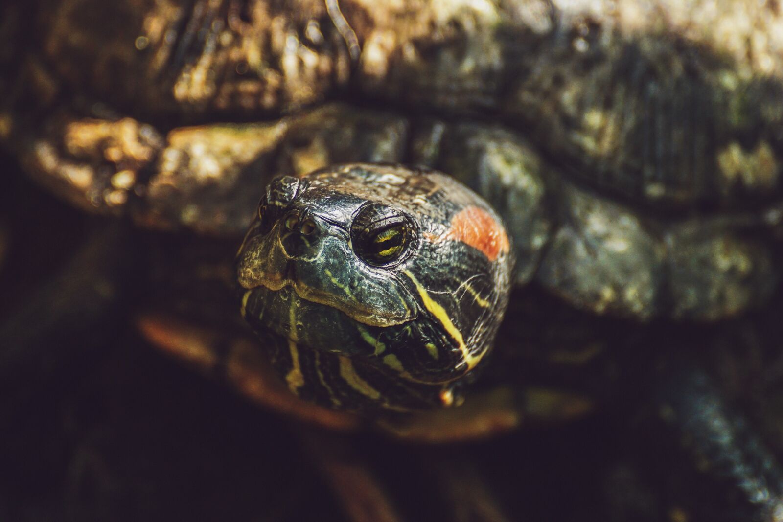 Sony DT 55-300mm F4.5-5.6 SAM sample photo. Turtle, reptile, armored photography