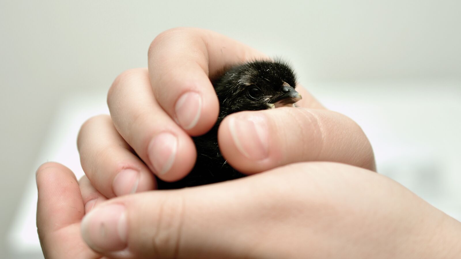 Nikon D5200 sample photo. Hands, think, chicks photography
