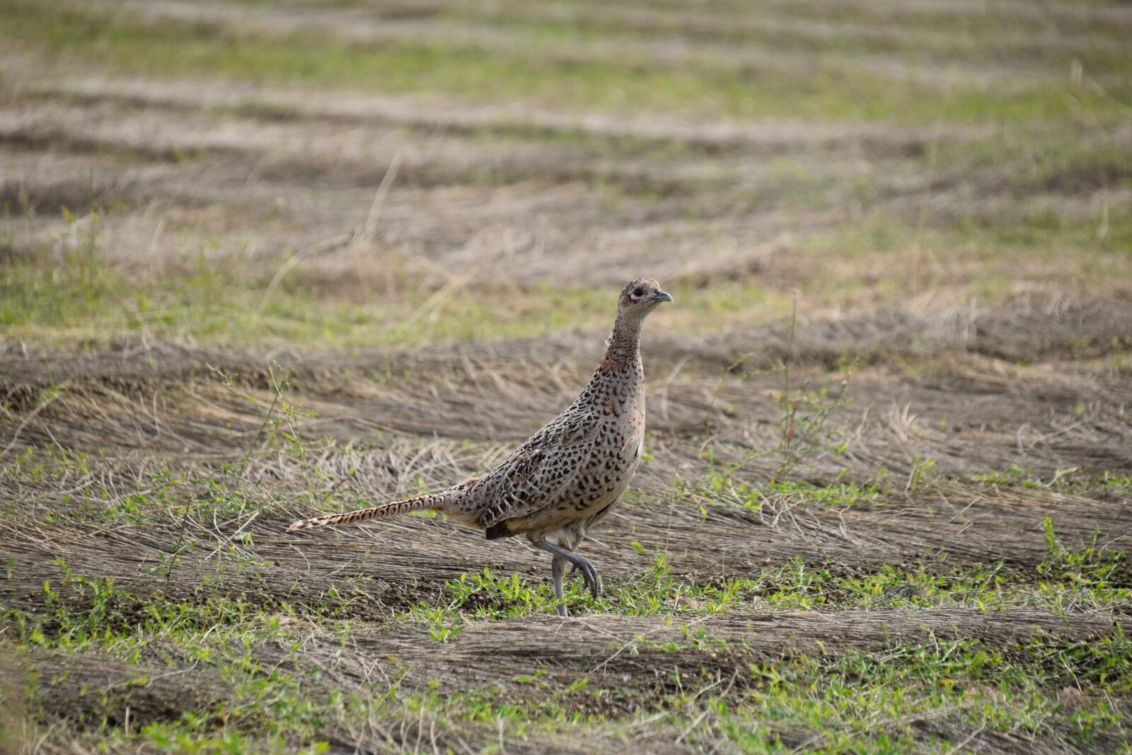 Nikon D5600 sample photo. Bird, hen pheasant, plumage photography